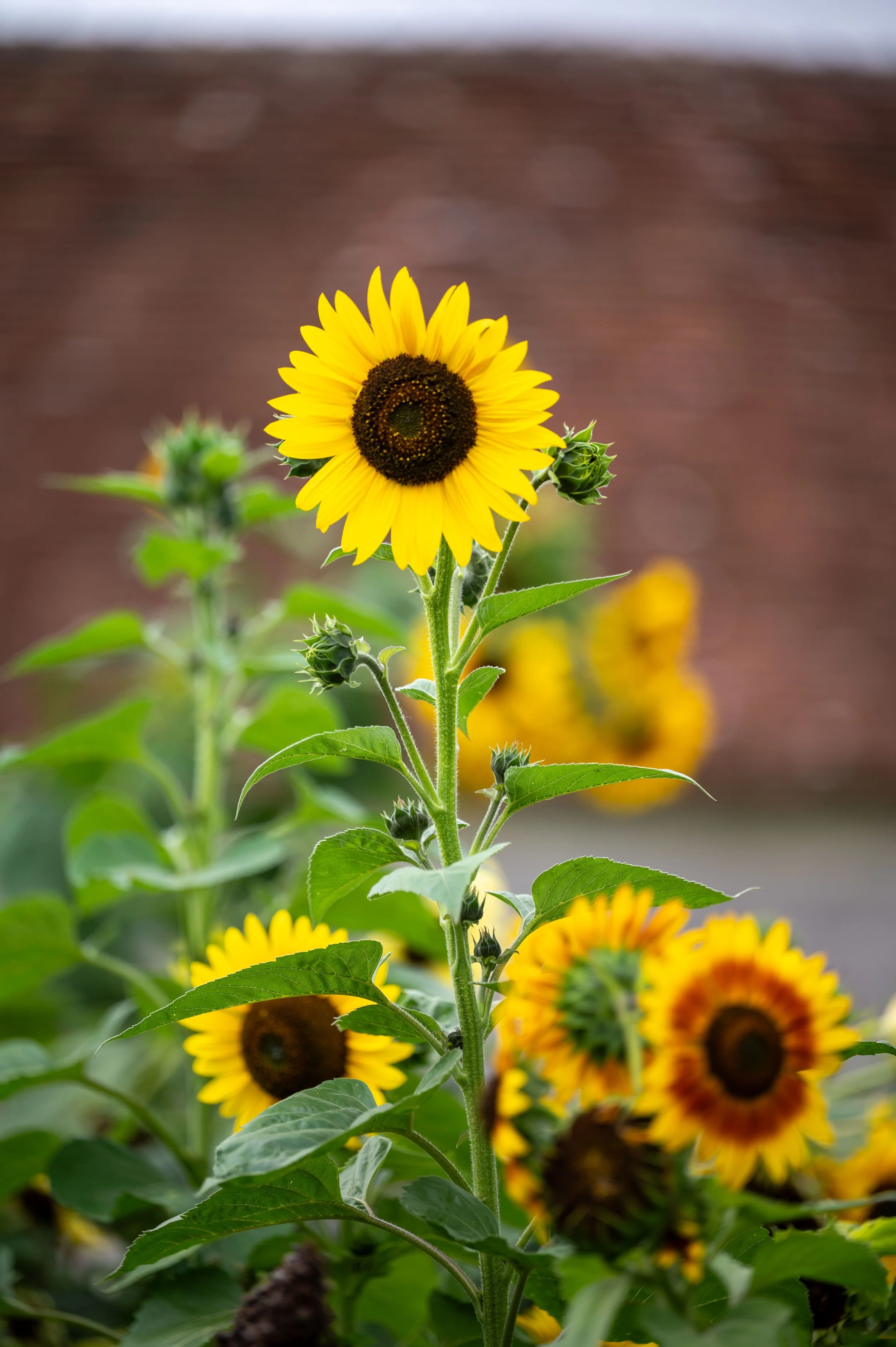 Chateau de Chenonceau and lunch-99.jpg