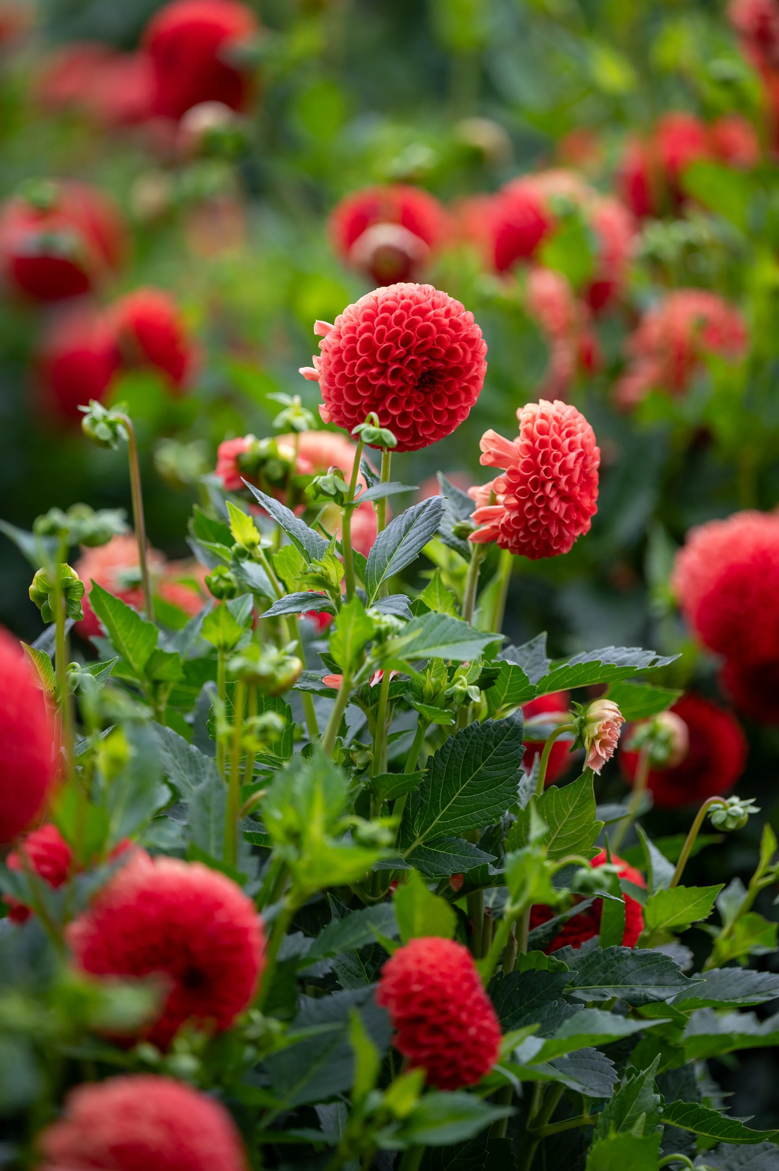 Chateau de Chenonceau and lunch-100.jpg
