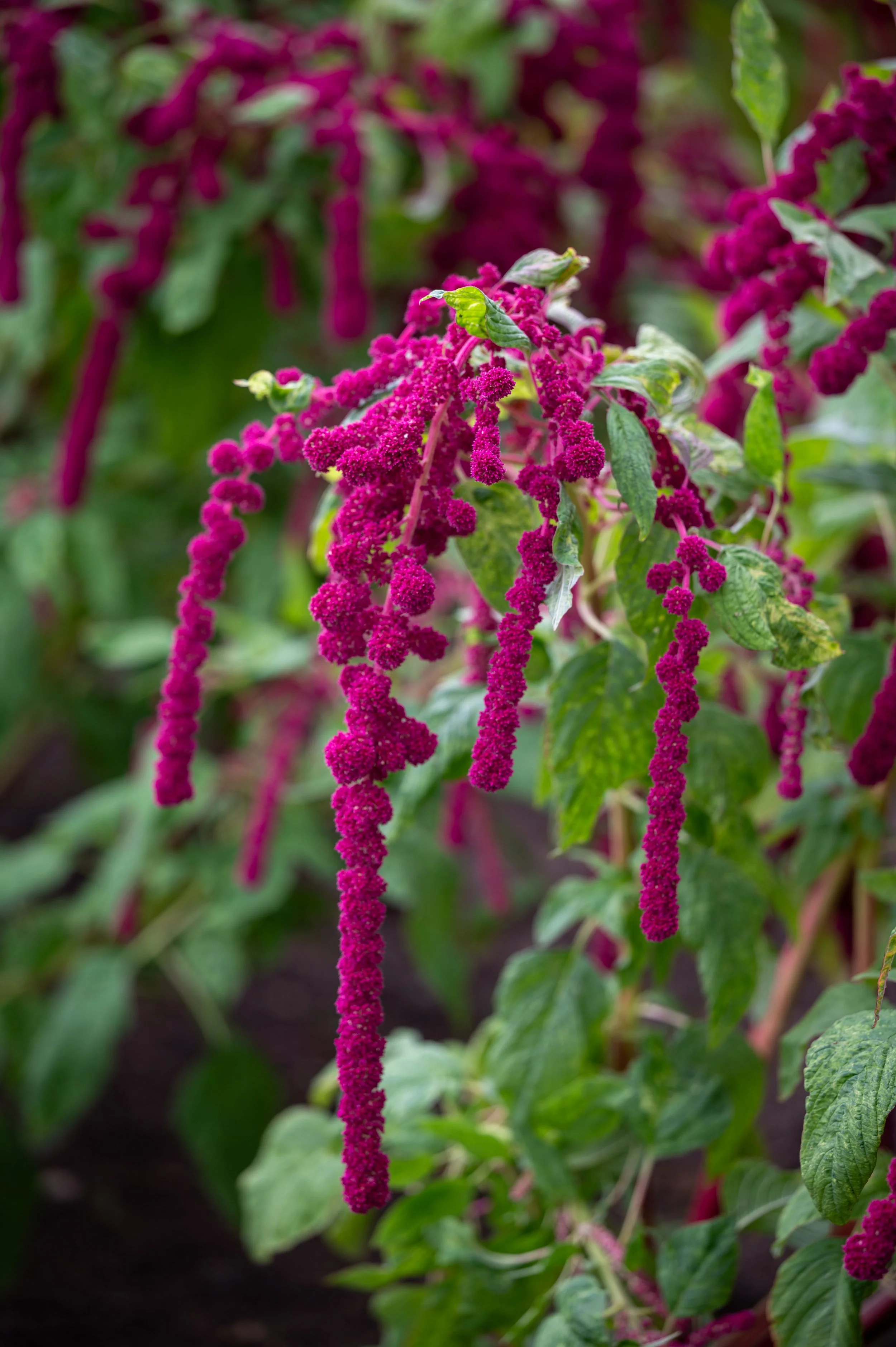 Chateau de Chenonceau and lunch-102.jpg