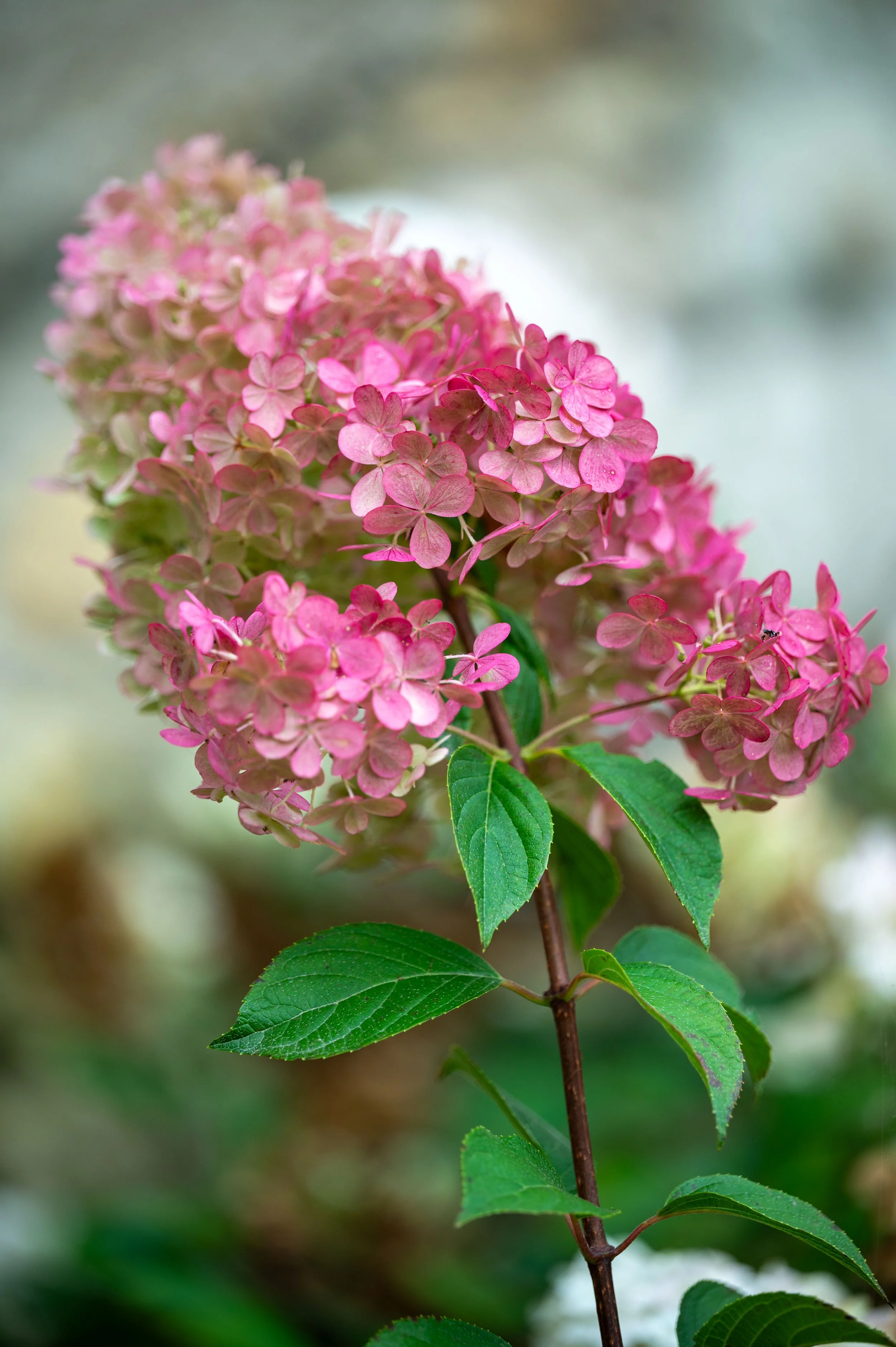 Chateau de Chenonceau and lunch-97.jpg