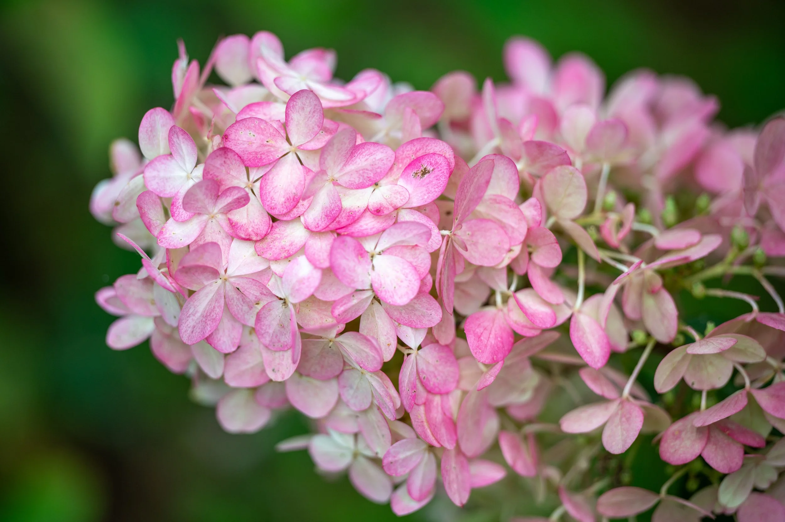 Chateau de Chenonceau and lunch-96.jpg
