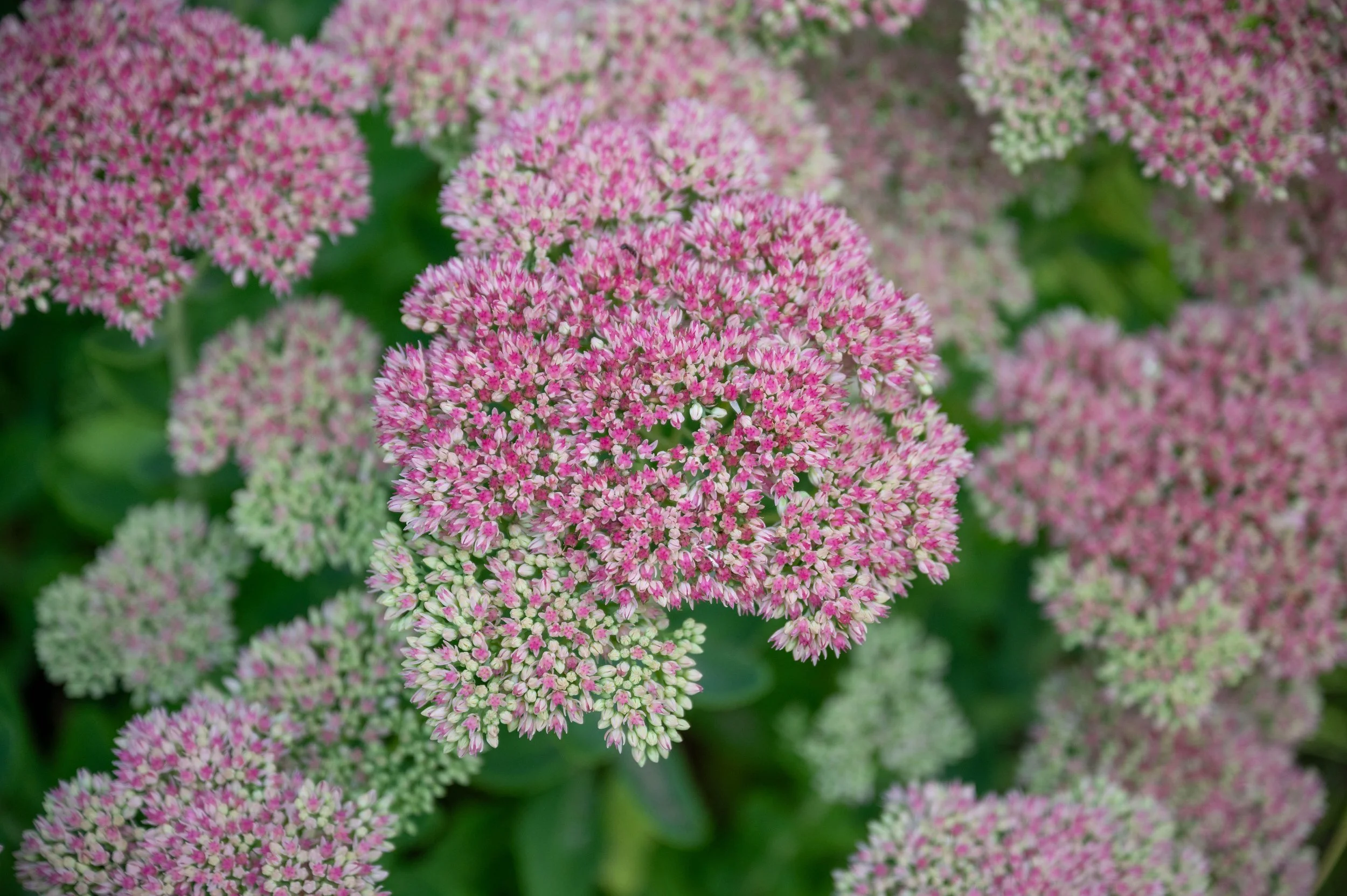 Azay-le-Rideau and gelato-21.jpg