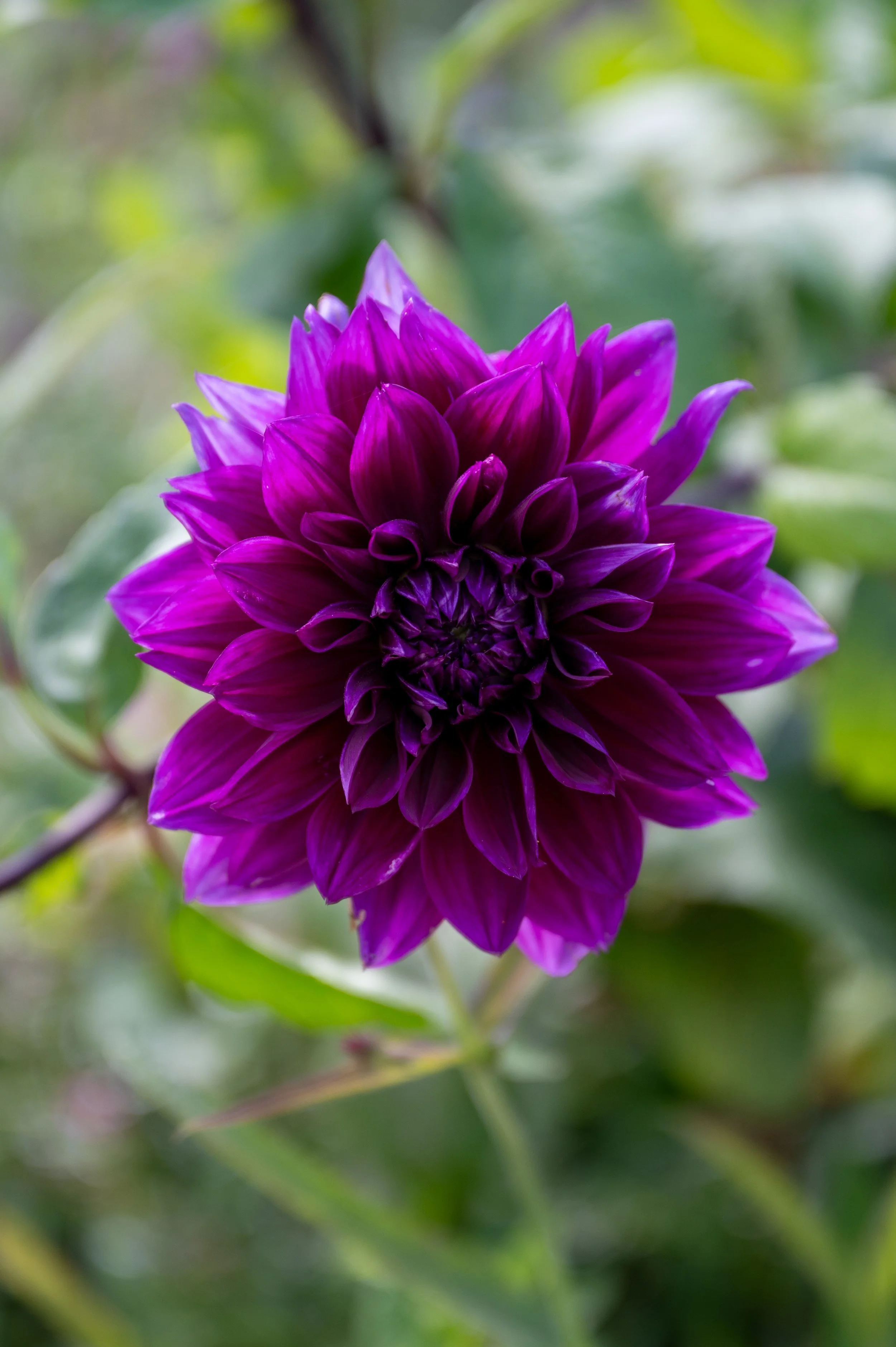 Chaumont-sur-Loire and Gardens-45.jpg