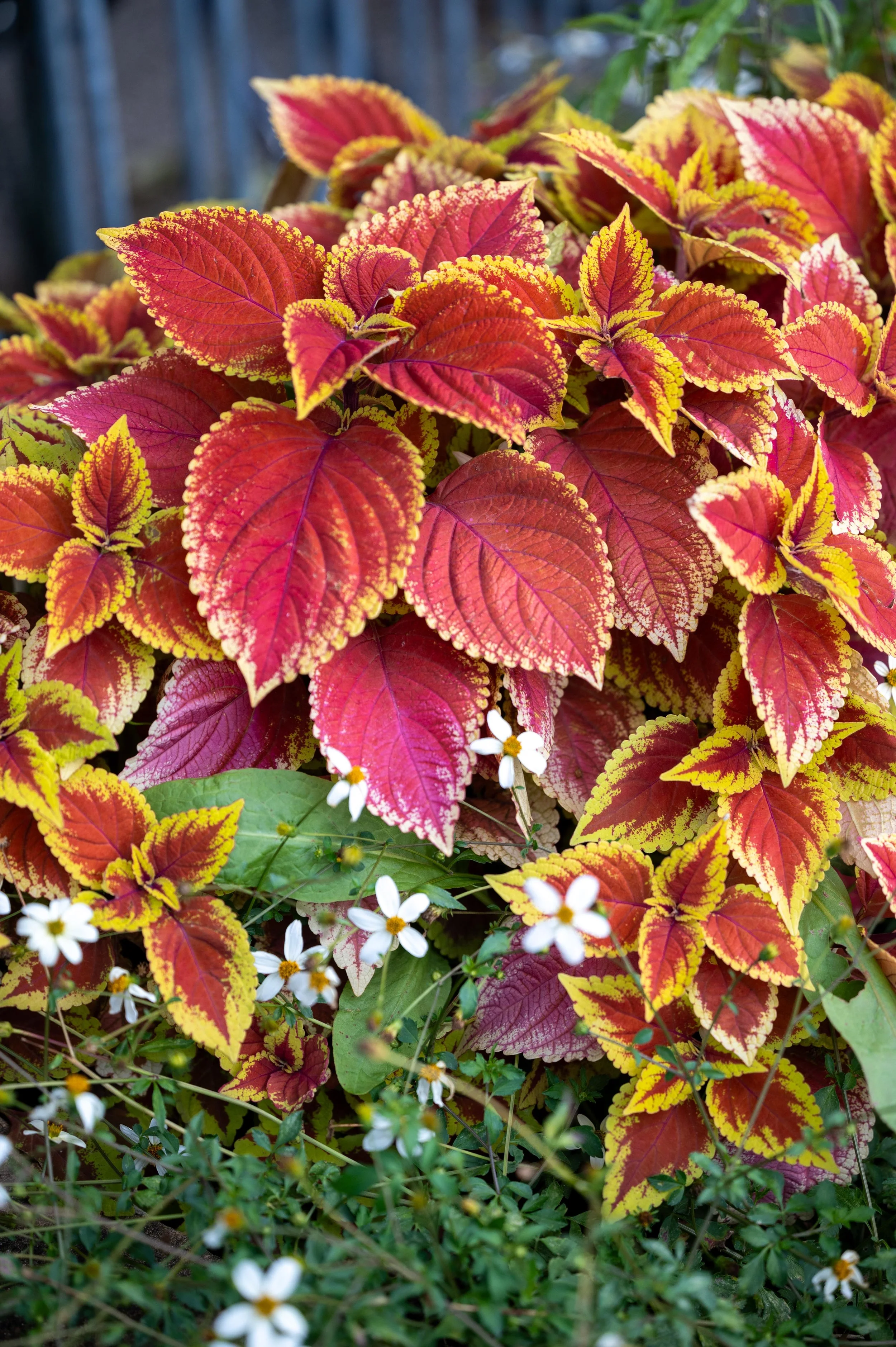 Chaumont-sur-Loire and Gardens-61.jpg