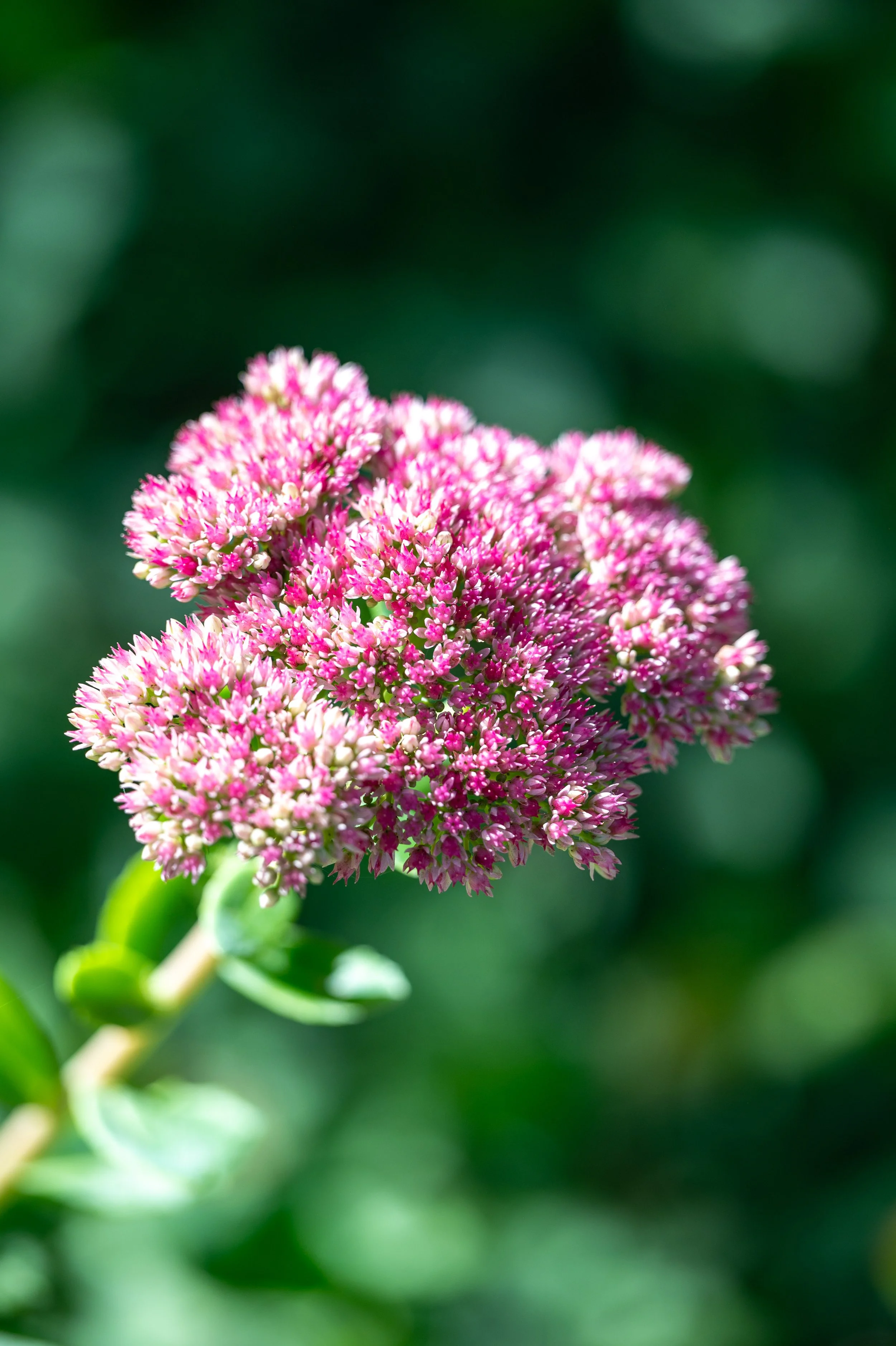 Chaumont-sur-Loire and Gardens-52.jpg