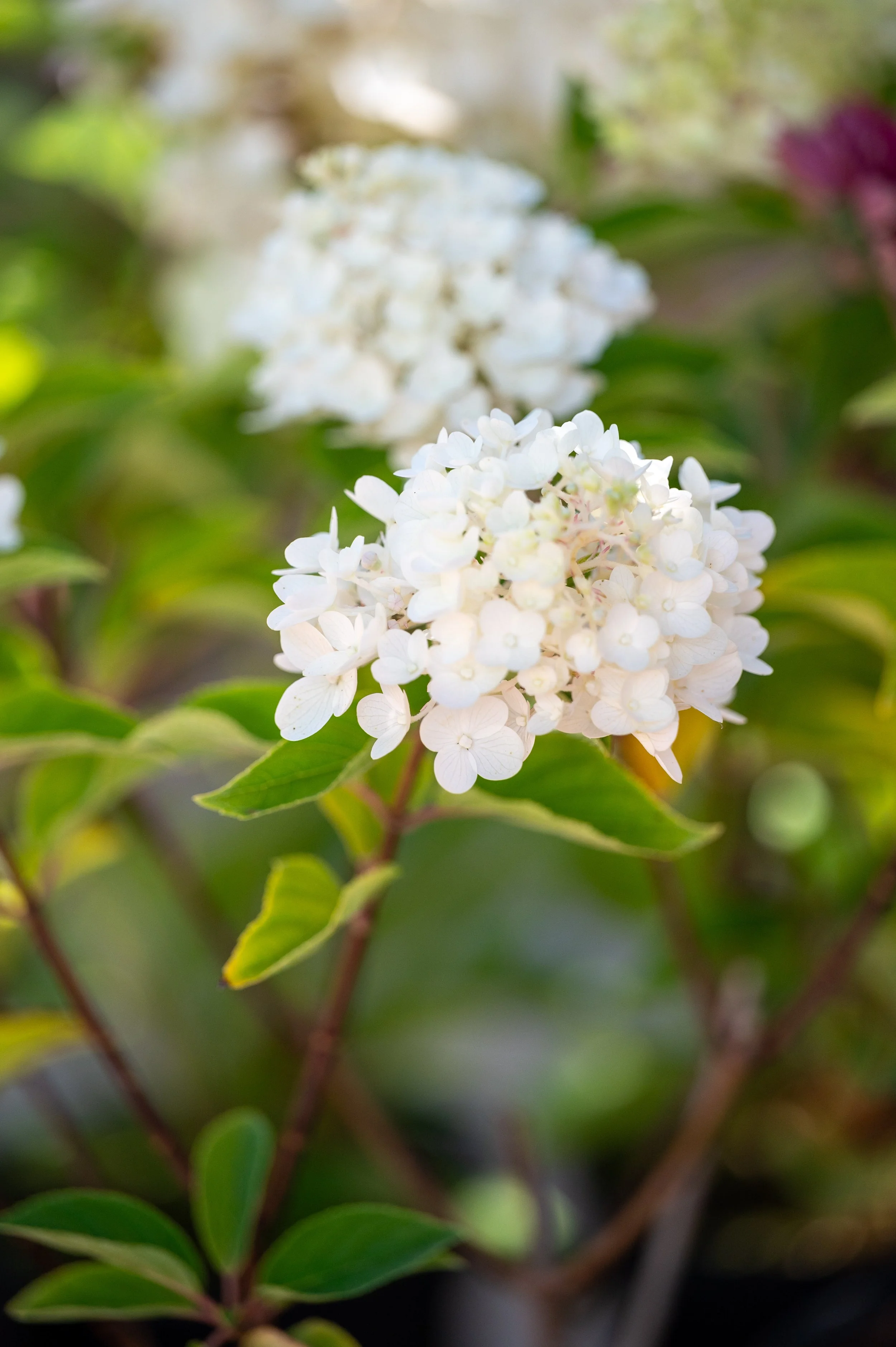 Chaumont-sur-Loire and Gardens-58.jpg