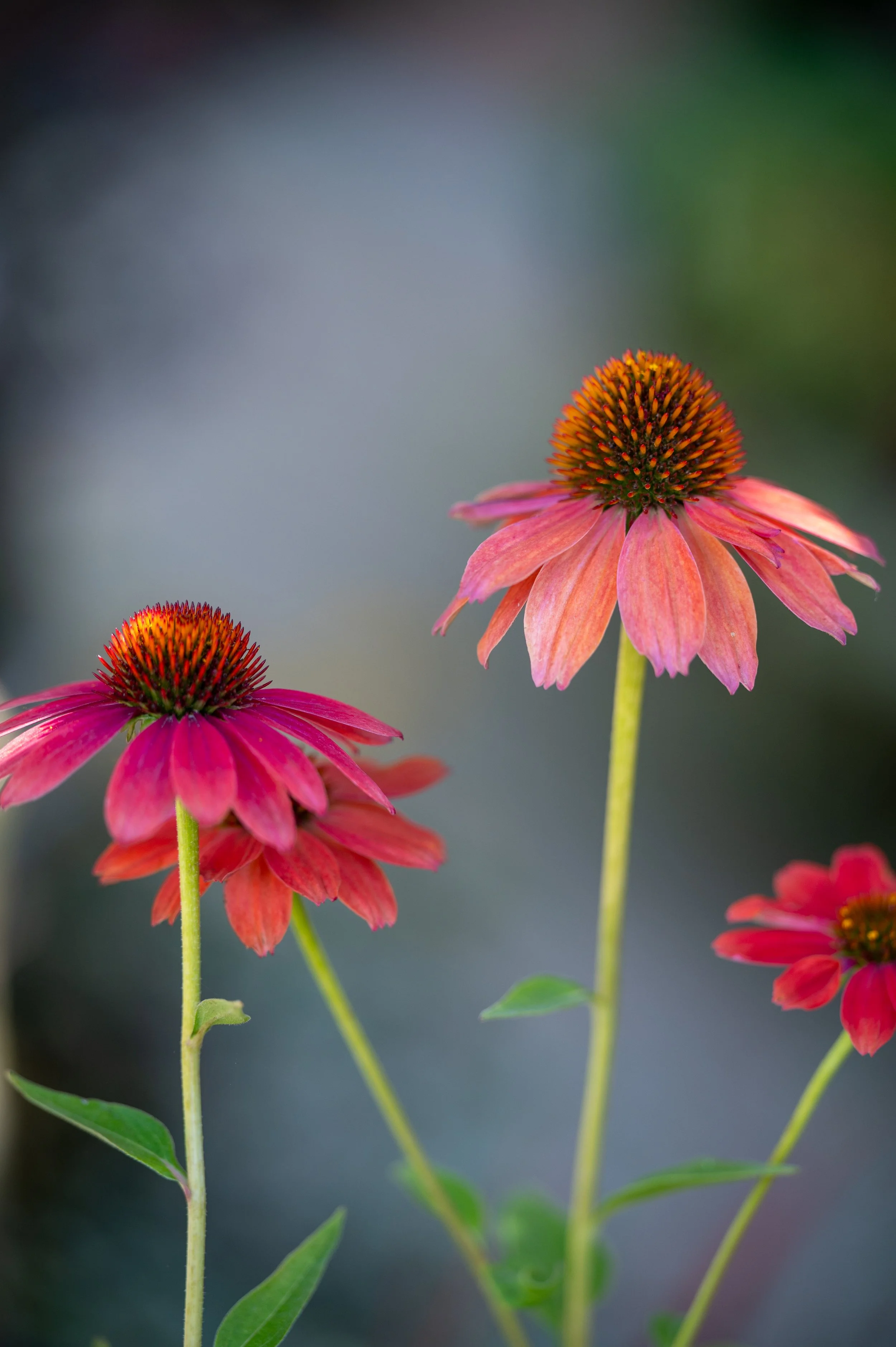 Chaumont-sur-Loire and Gardens-59.jpg