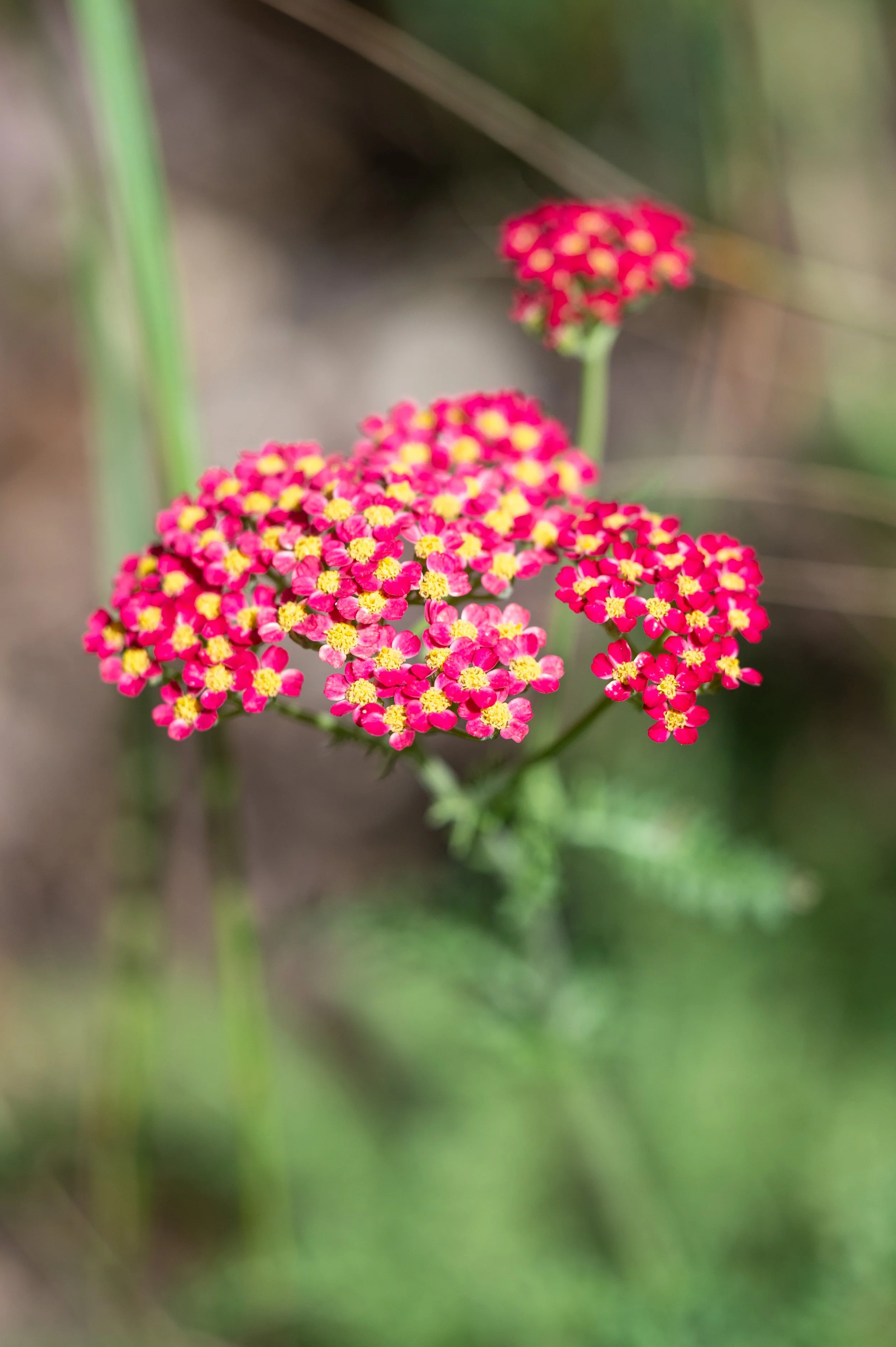 Chaumont-sur-Loire and Gardens-50.jpg