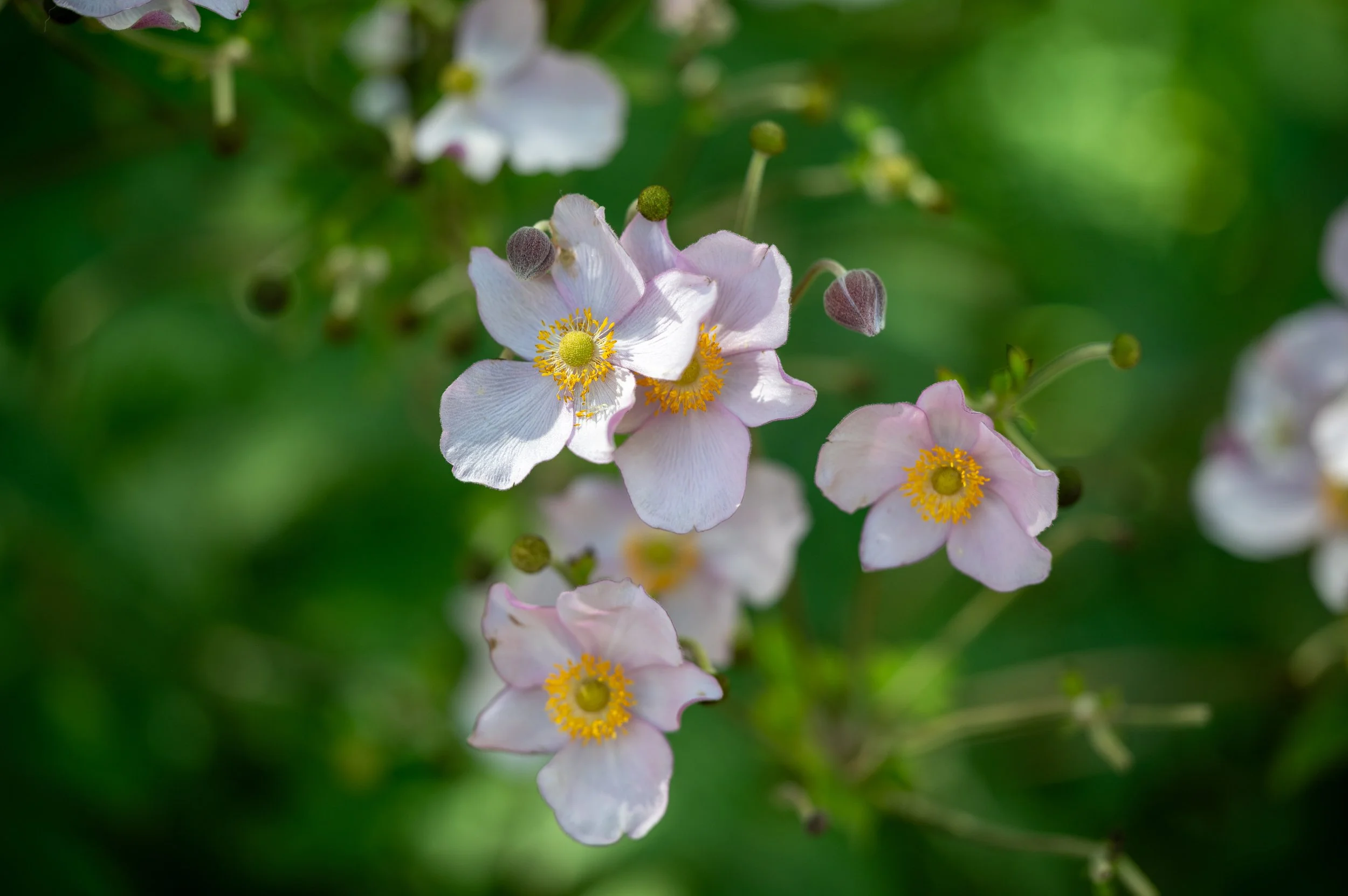 Chaumont-sur-Loire and Gardens-51.jpg