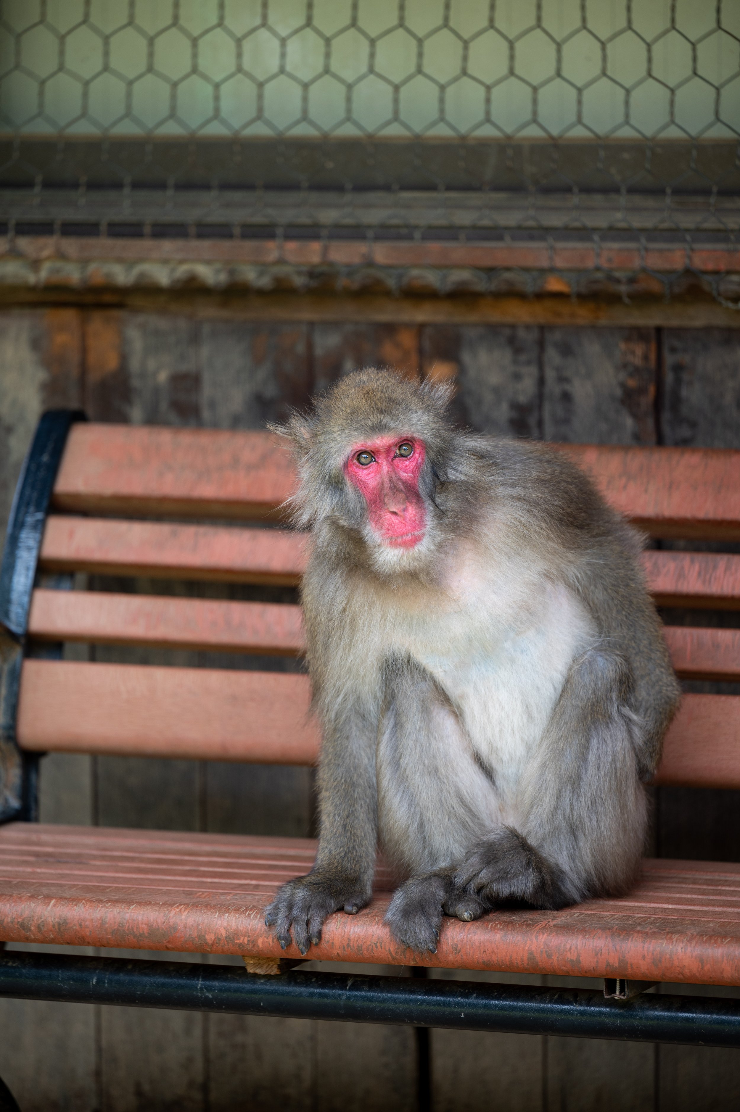 Kyoto Day One-42.jpg