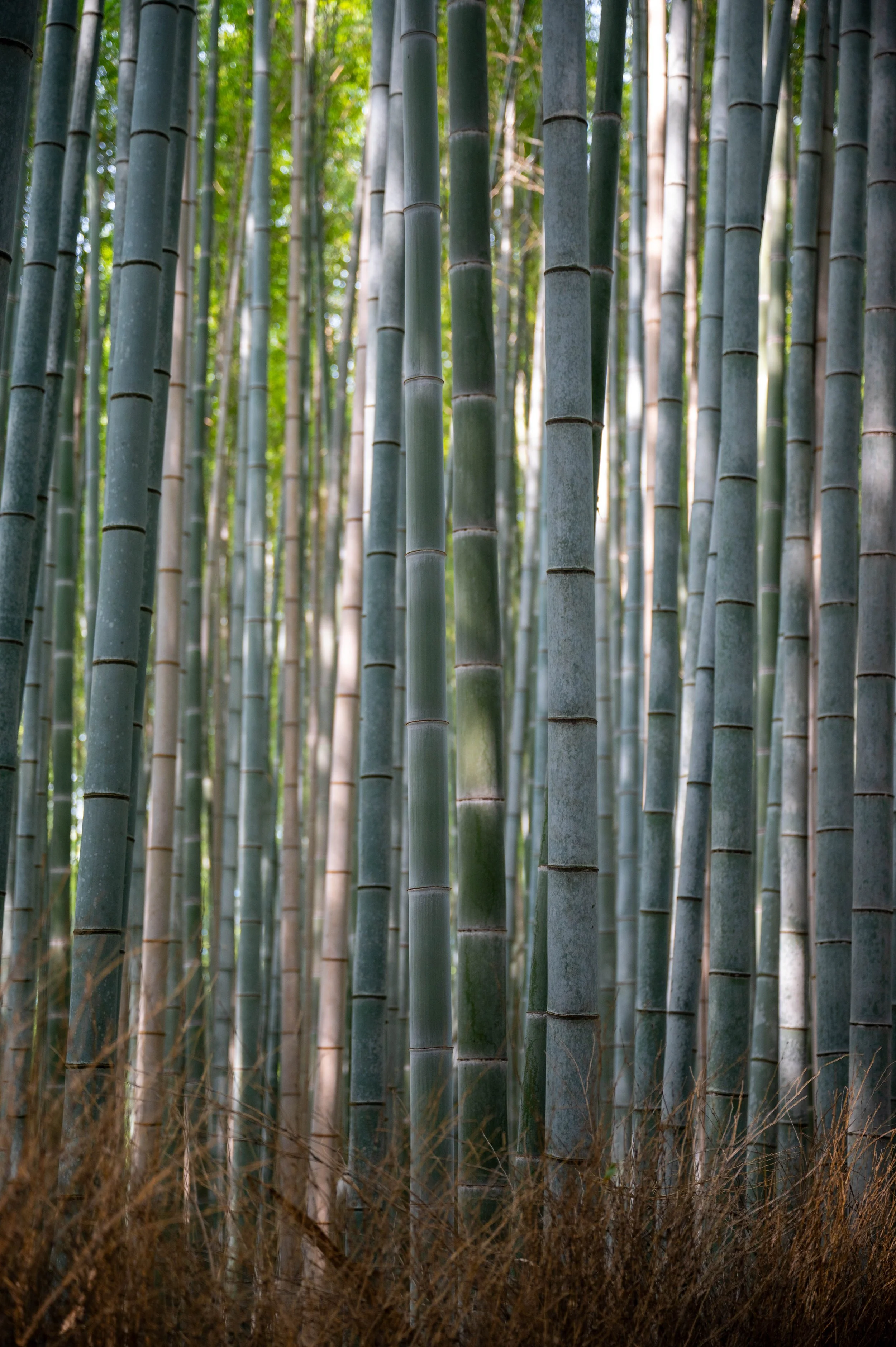 Kyoto Day One-88.jpg