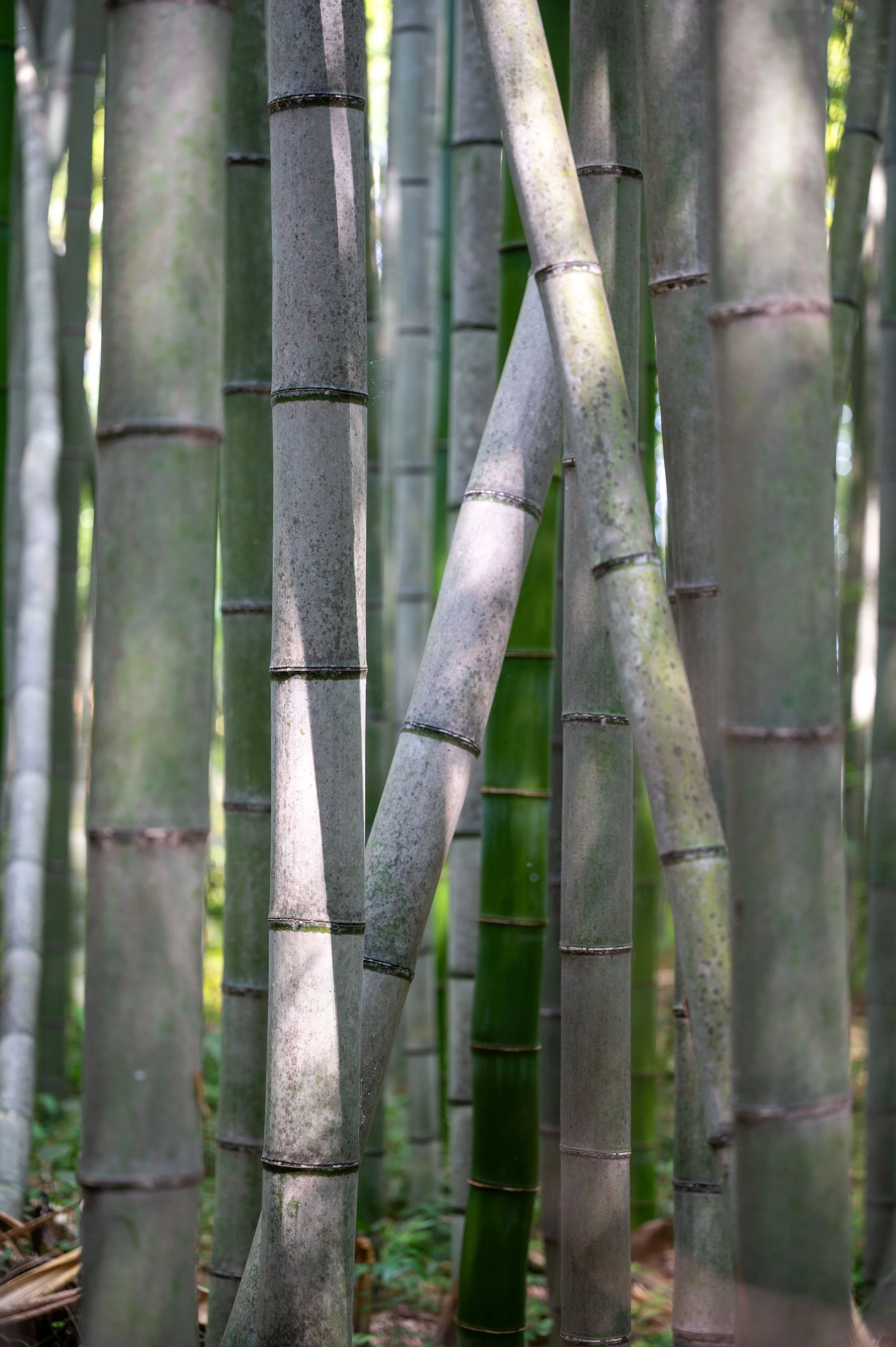 Kyoto Day One-82.jpg