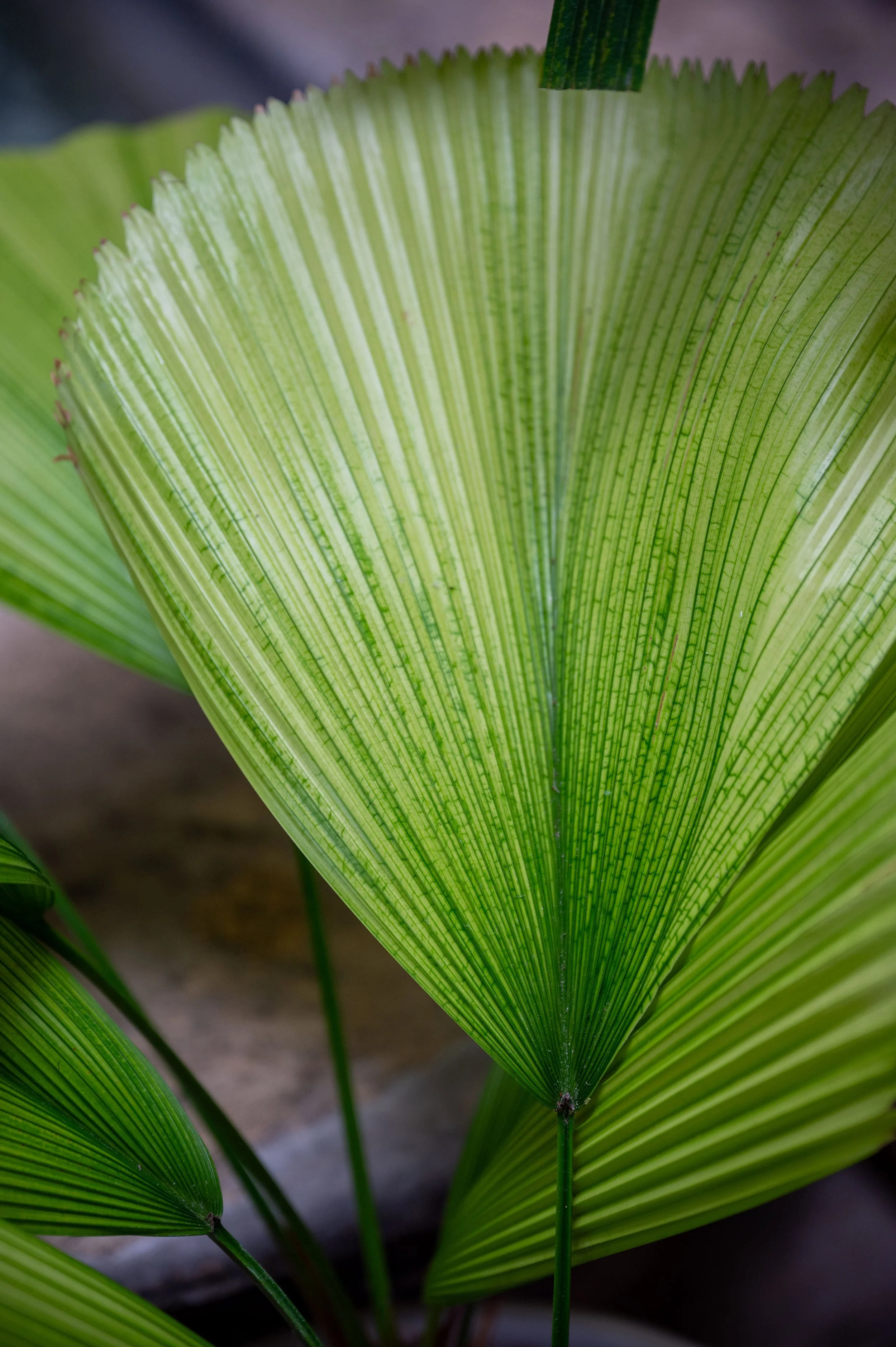 Dominican Republic-31.jpg