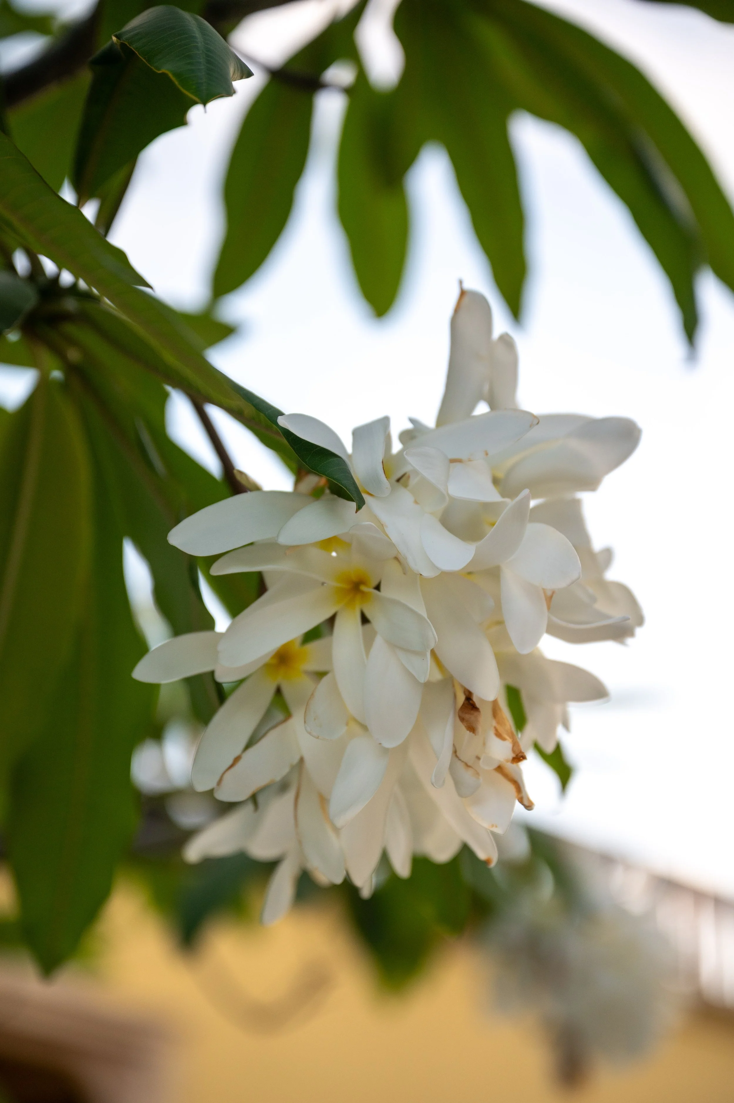 Dominican Republic-49.jpg