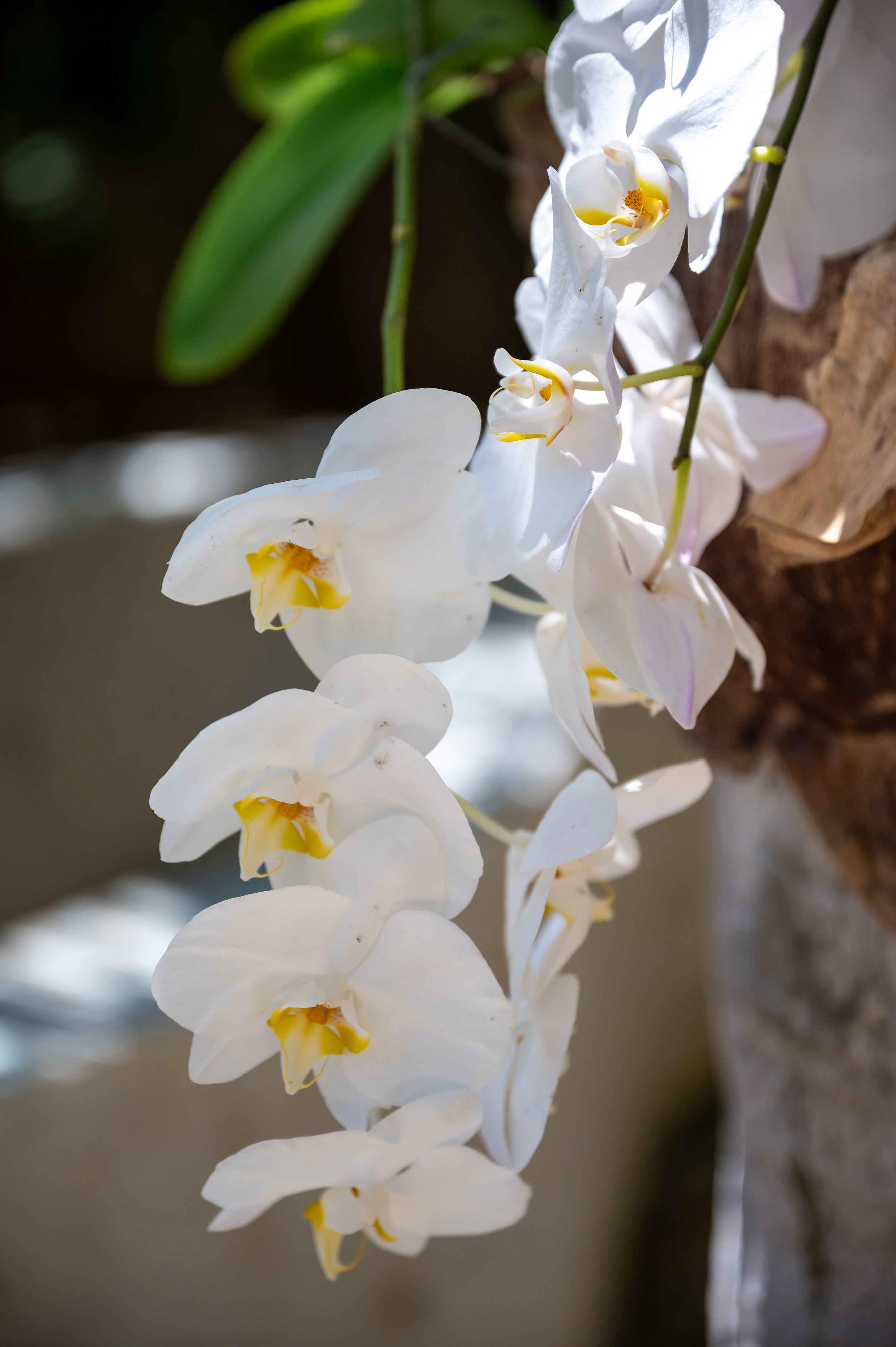 Dominican Republic-37.jpg