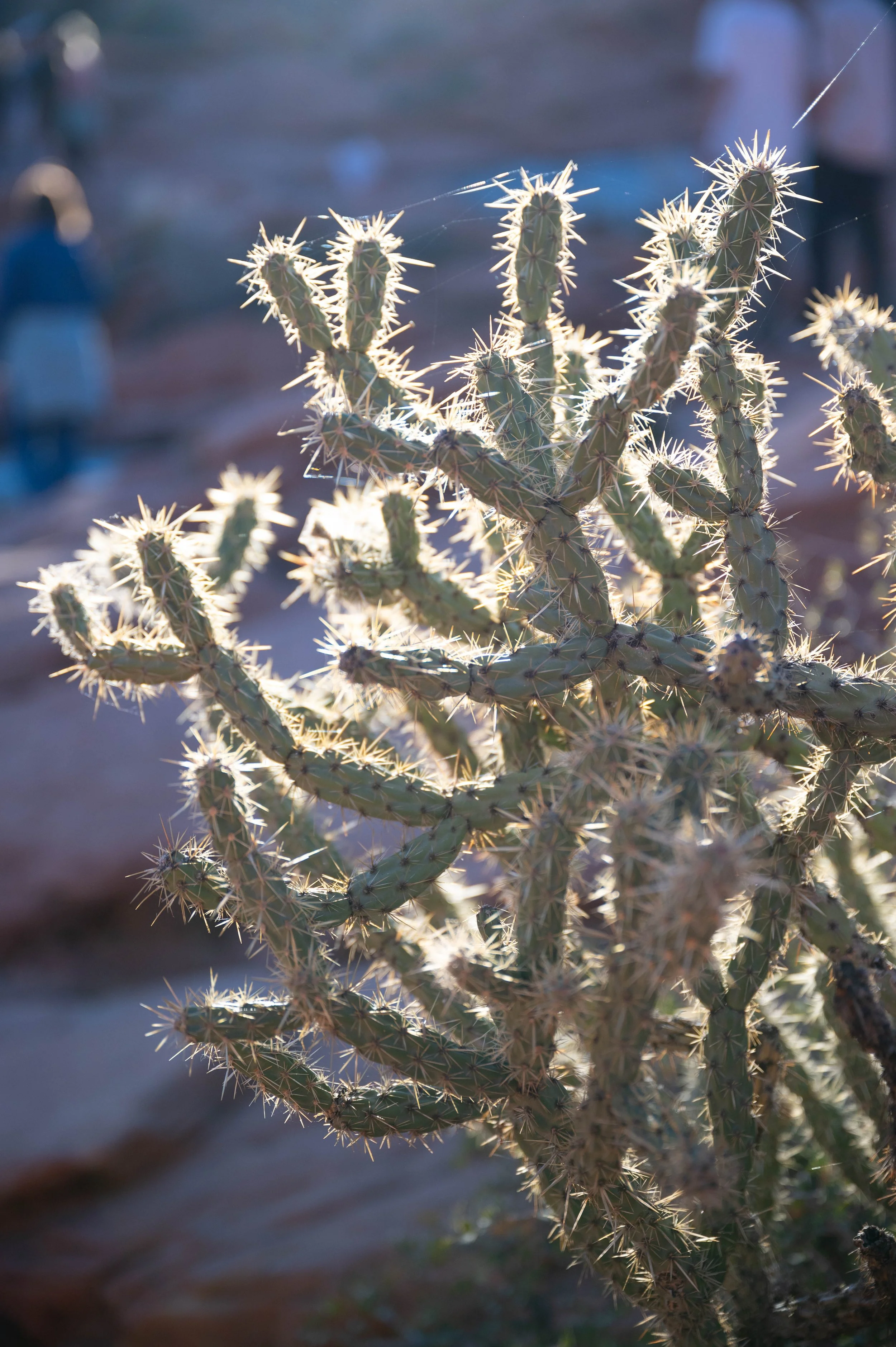 Gunlock Falls-1.jpg