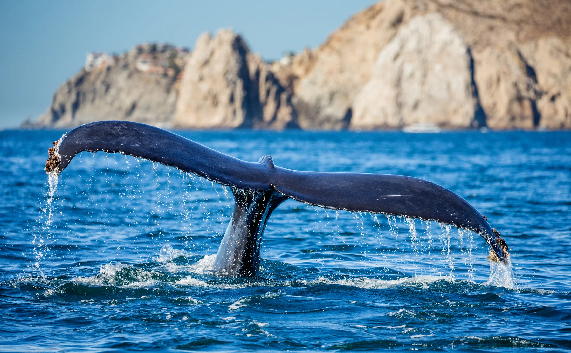 humpback-whale-watching_cabo.jpg