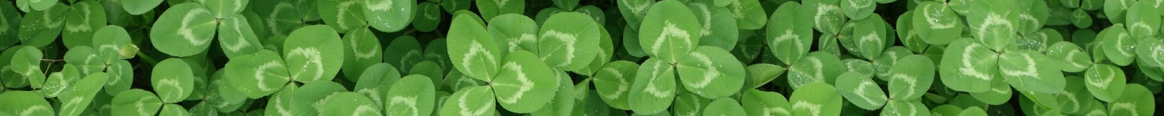 BANNER SKINNY 06_Shelter in Peace_2020-01.png