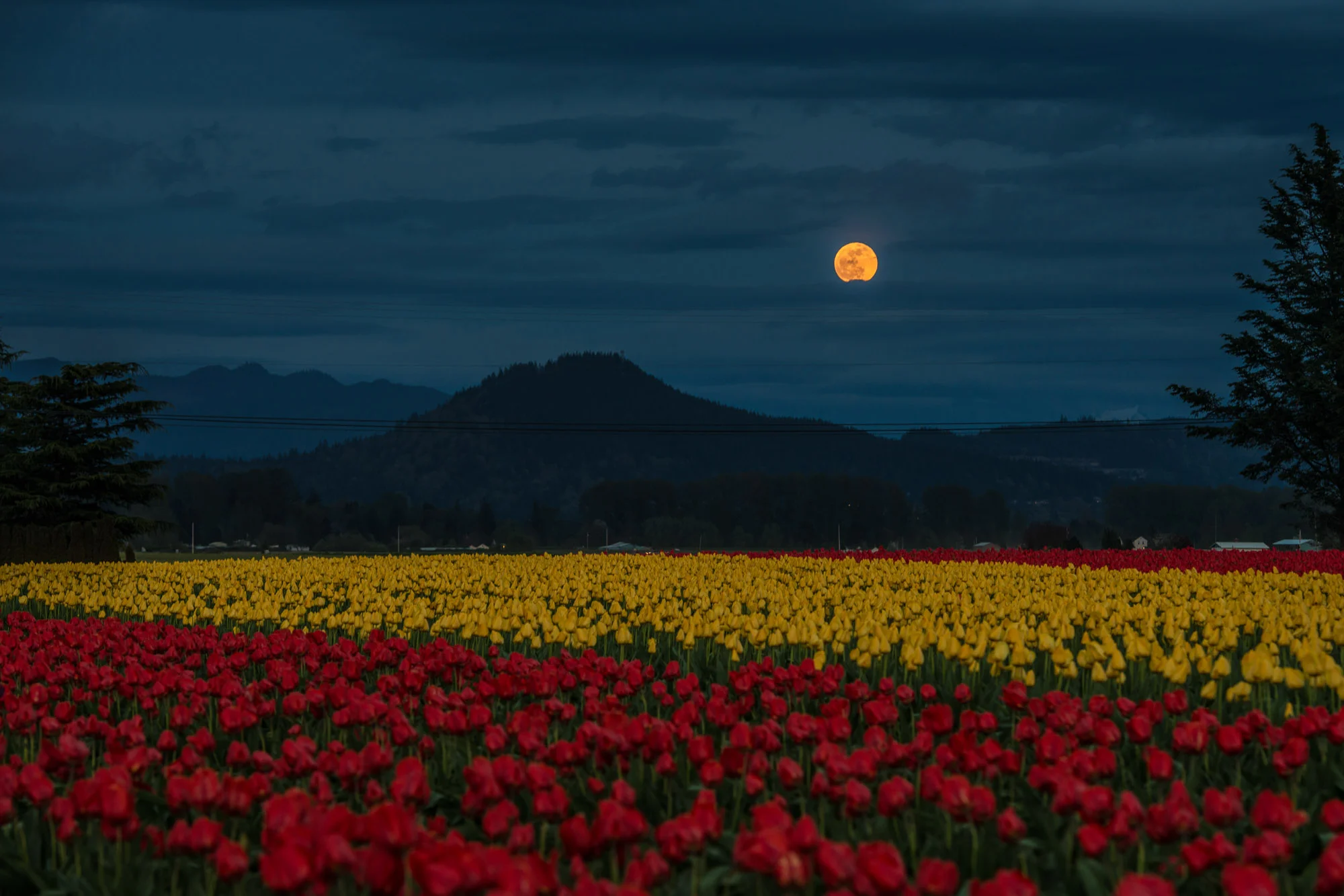 blood-moon-tulips-1.jpg