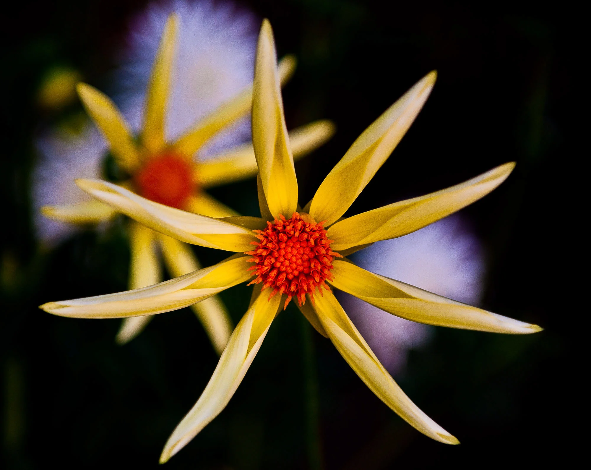 flowers-pacific-northwest-2.jpg