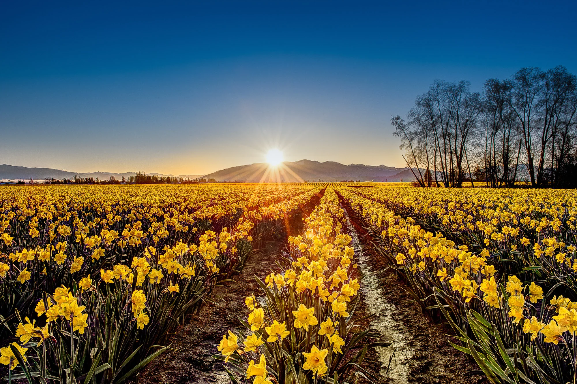 daffodils-skagit-valley.jpg