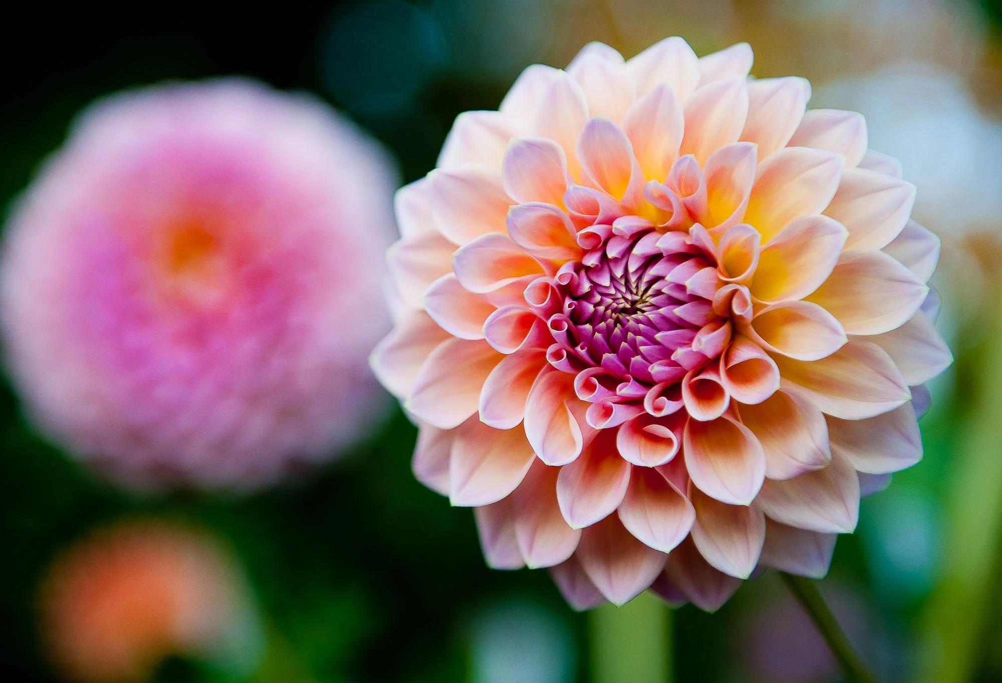 flowers-pacific-northwest.jpg