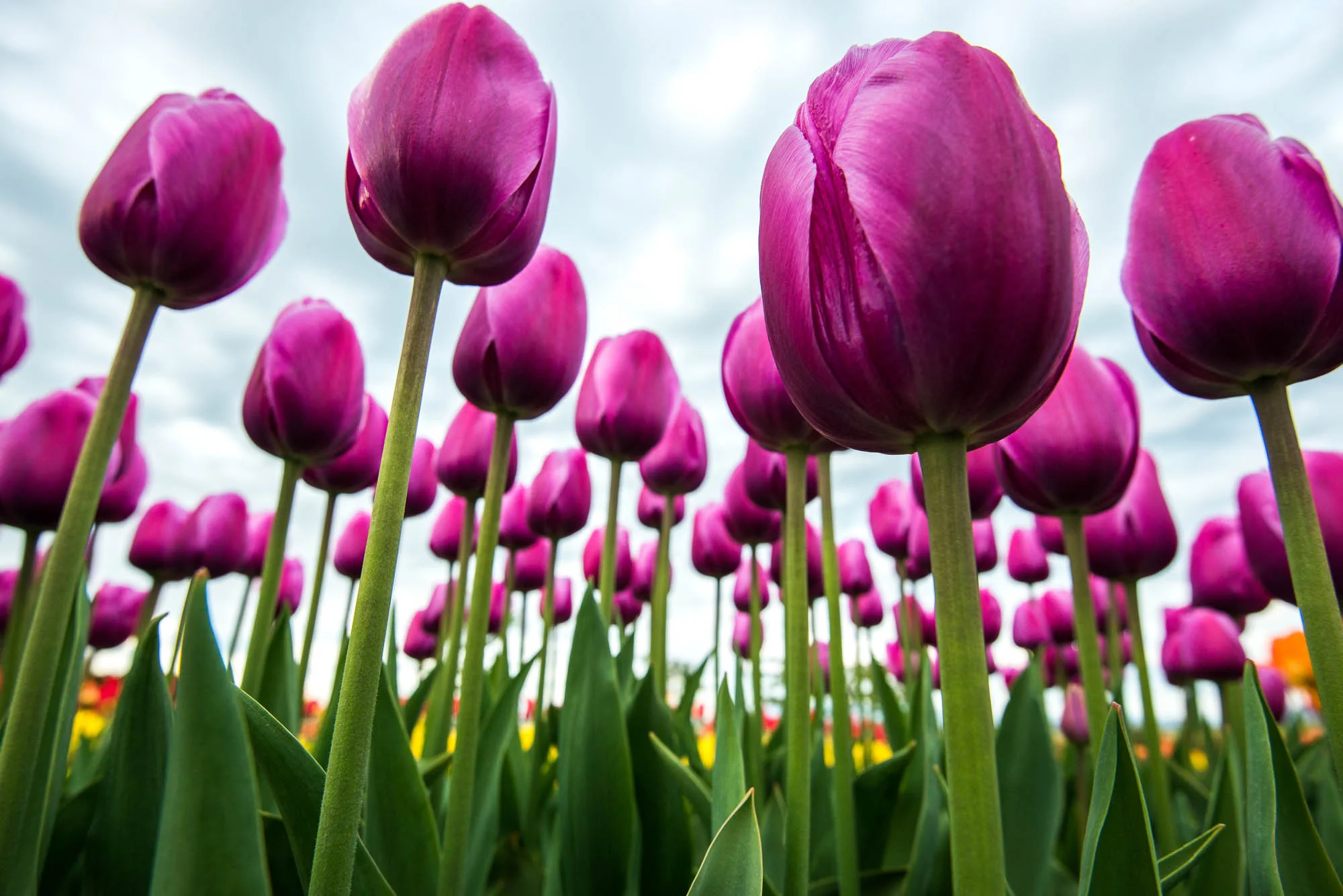 tulips-skagit-valley-7.jpg