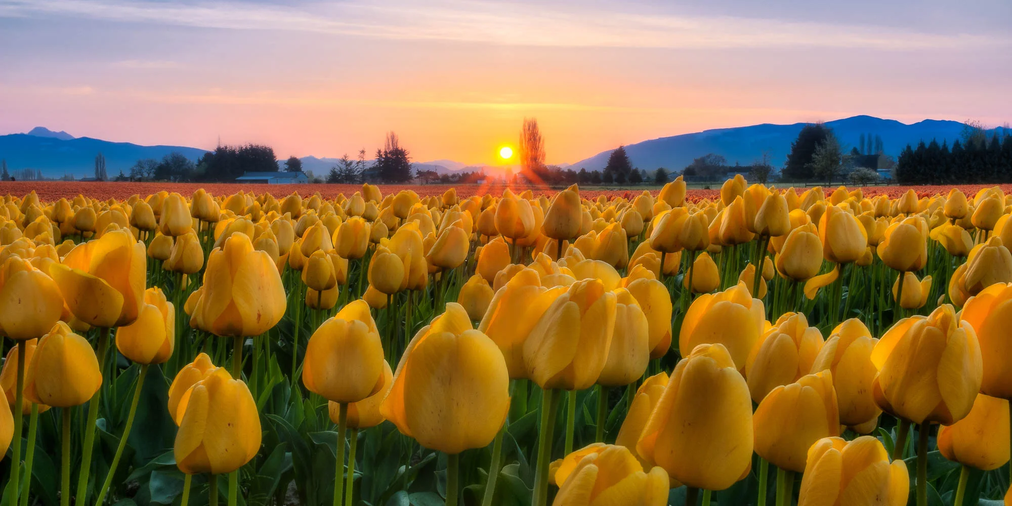 tulips-skagit-valley-8.jpg