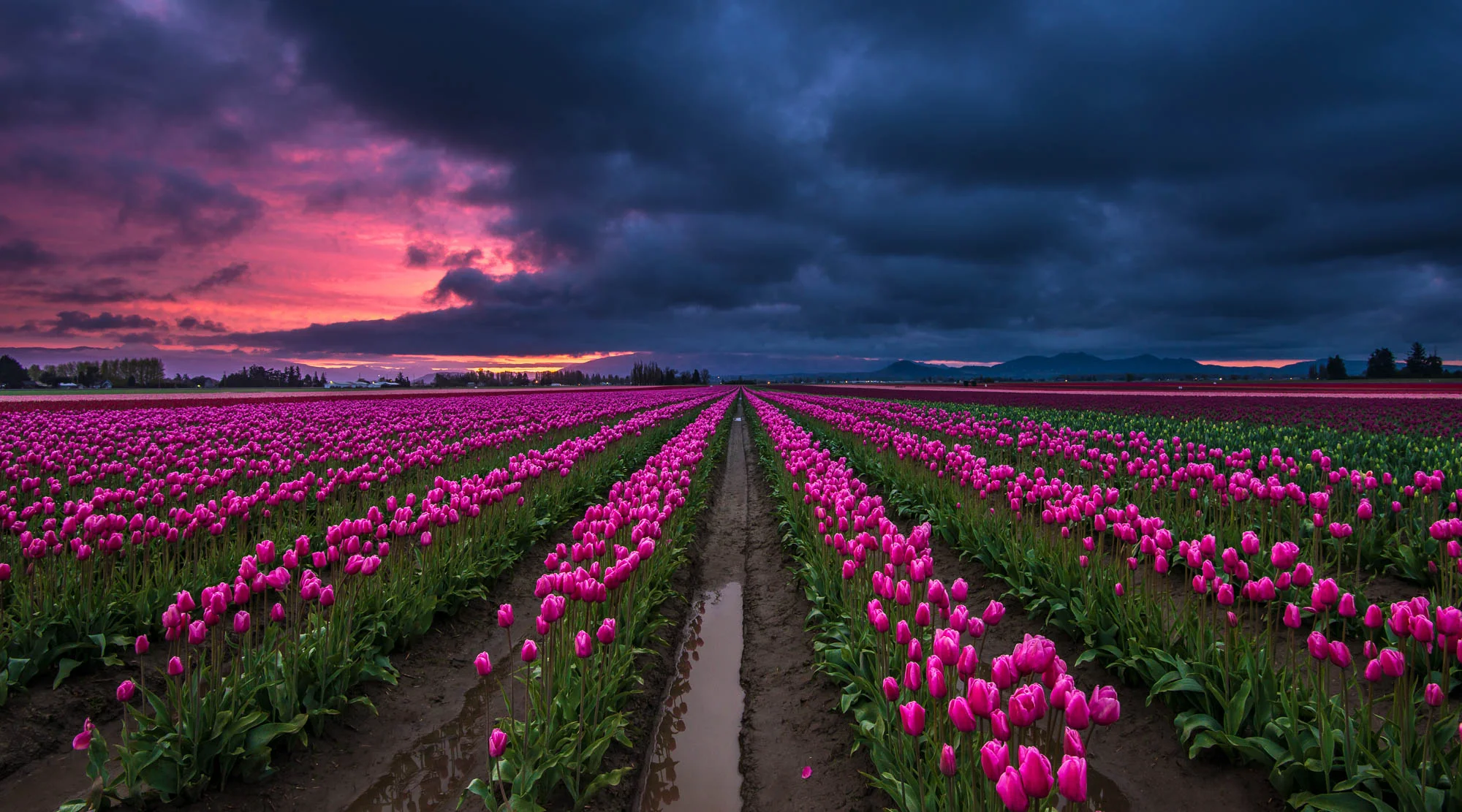 tulips-skagit-valley.jpg
