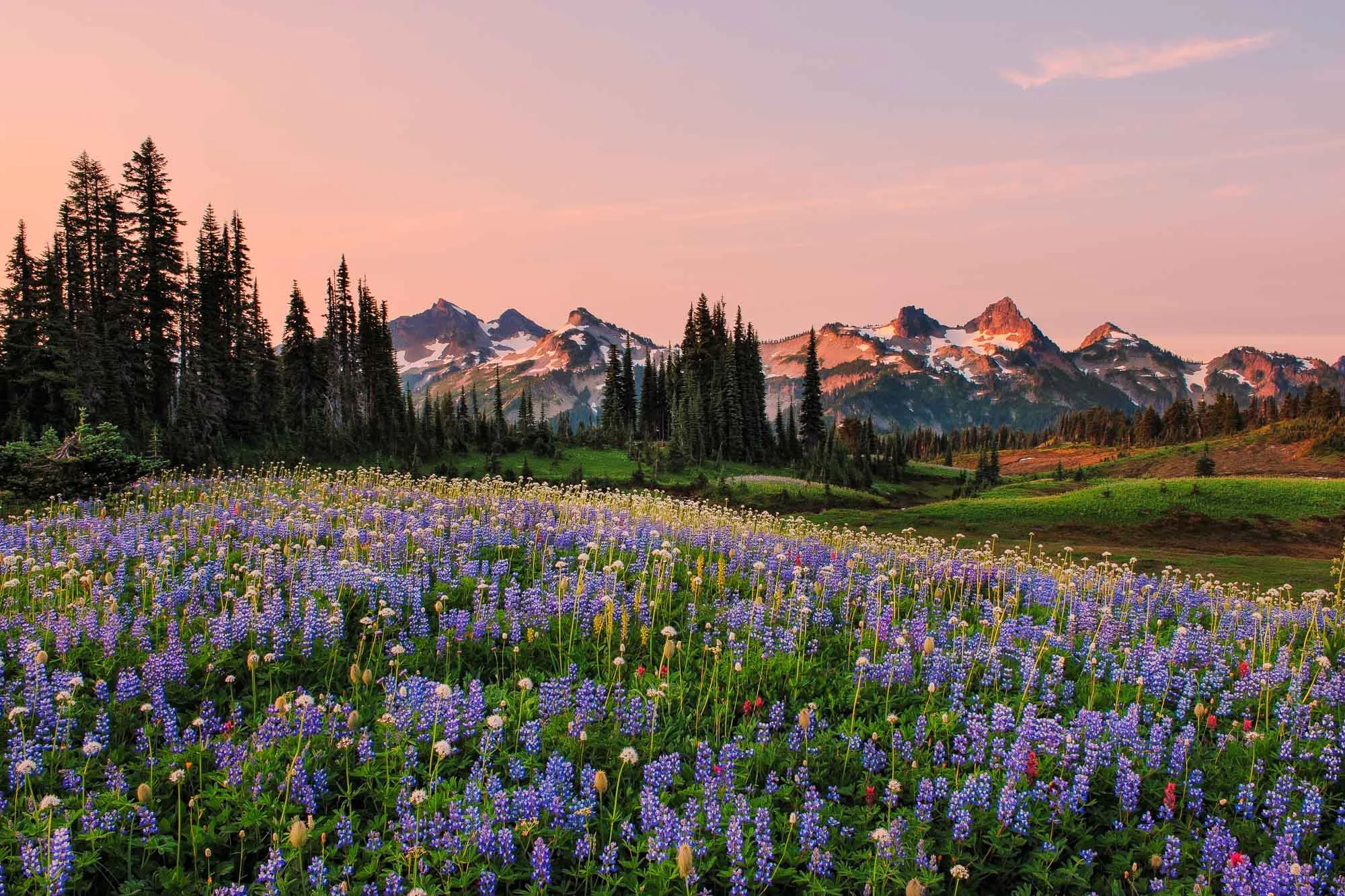 mount-rainier-wildflowers-lupine.jpg