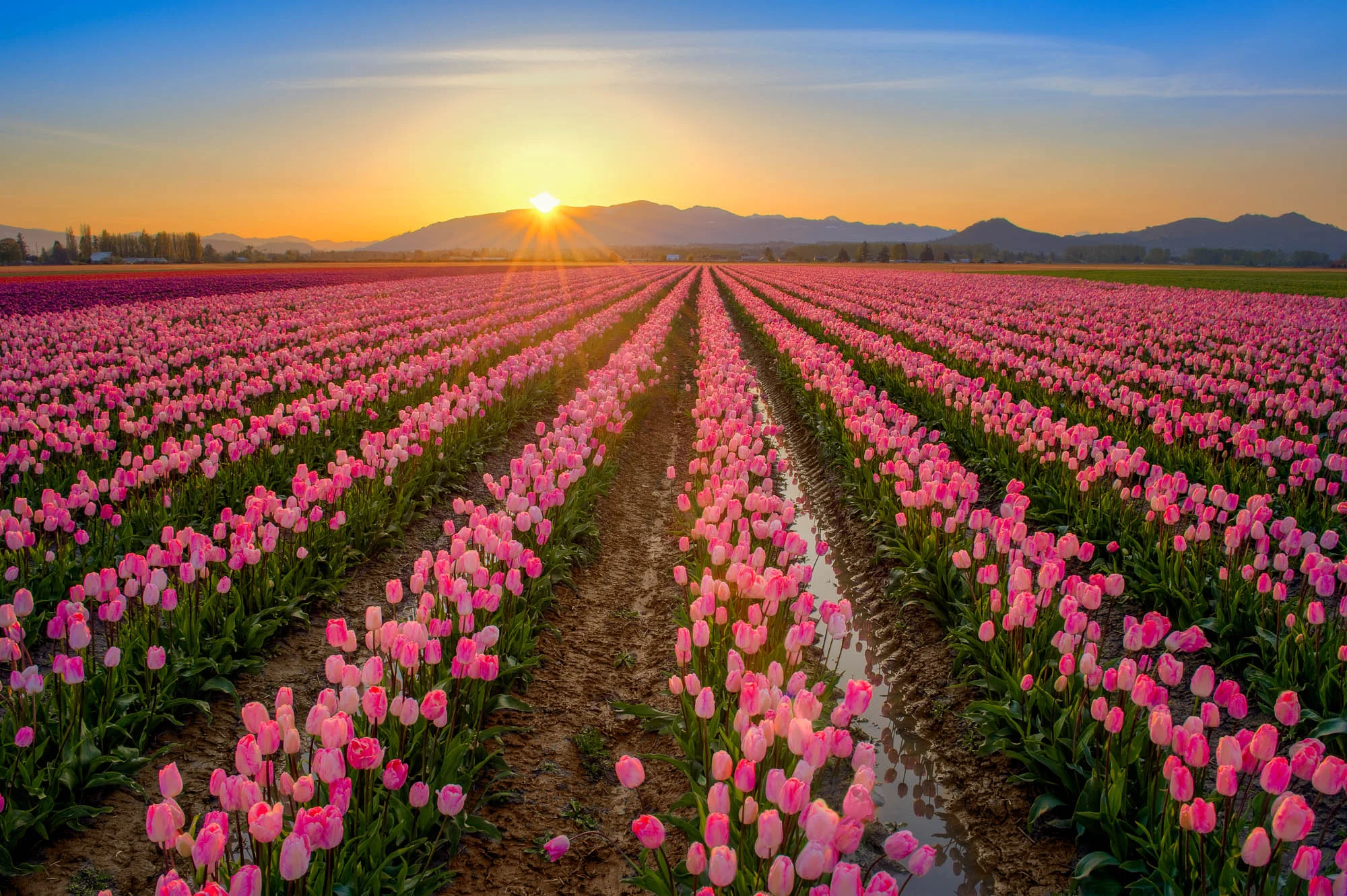 pink-tulip-sunrise.jpg