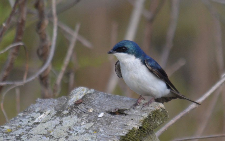Tree Swallow.png