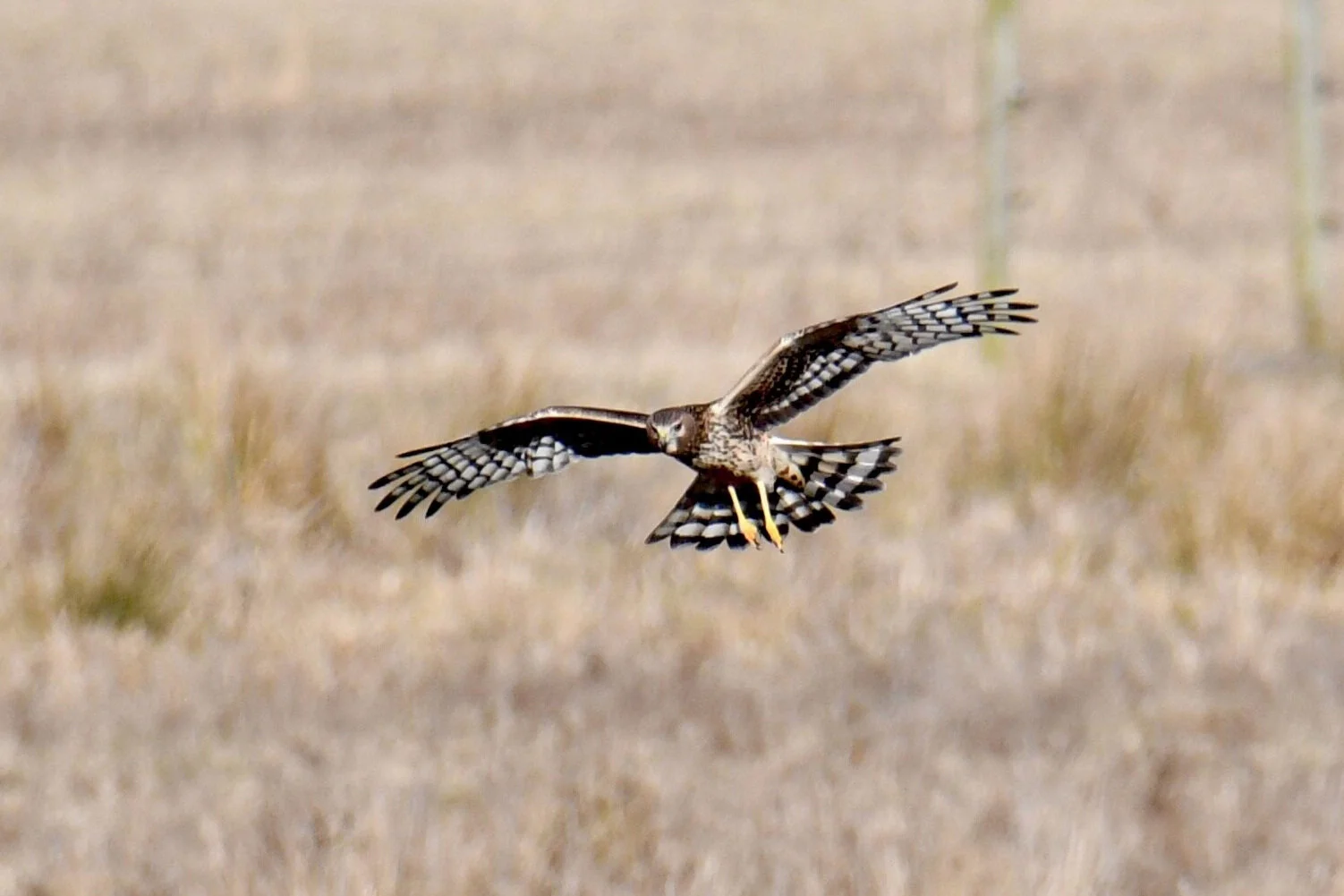 First Saturday Bird Walk with Julia Wilson