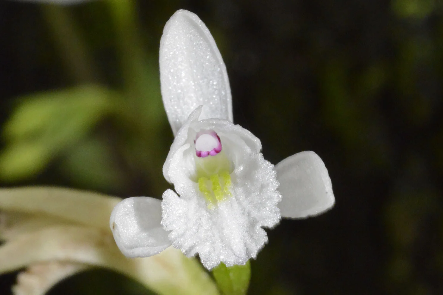 Powell Preserve bird + wildflower walk w/ Julia Wilson and Emily Stulik