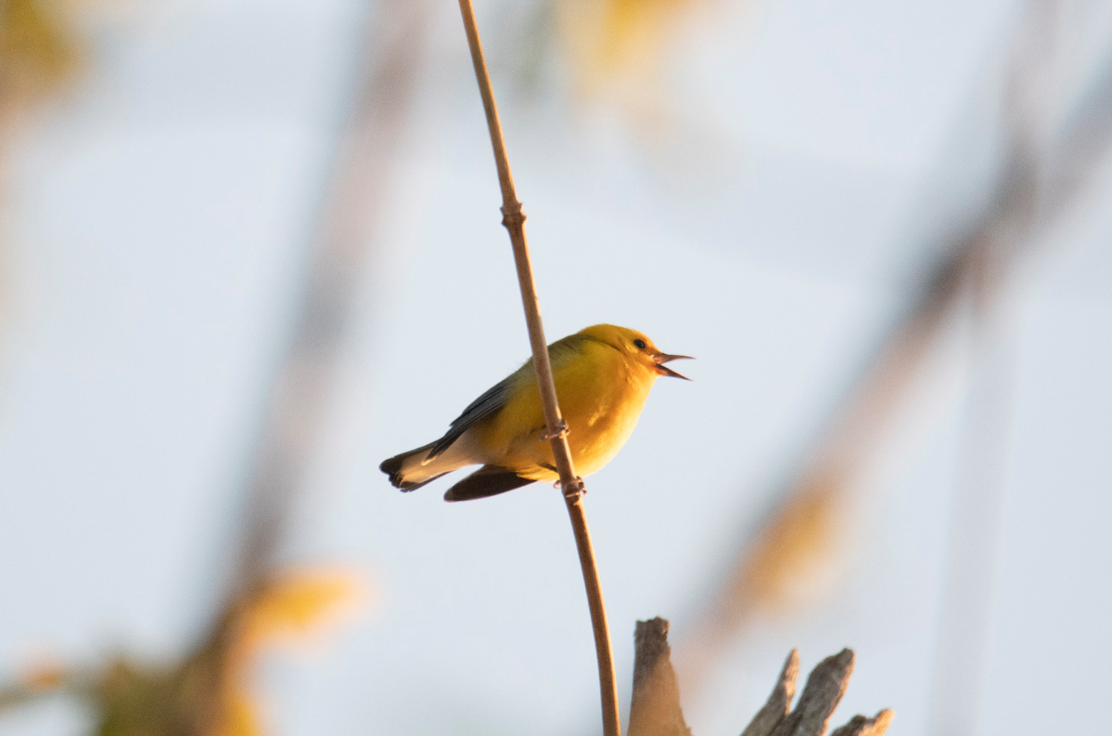 Dusk Walk @ Beanblossom Bottoms