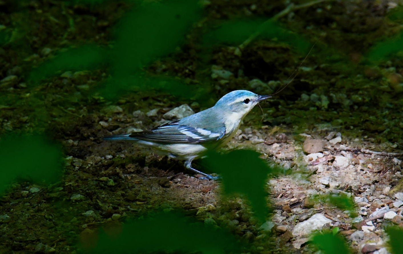 Griffy Lake bird walk w/ David Rupp