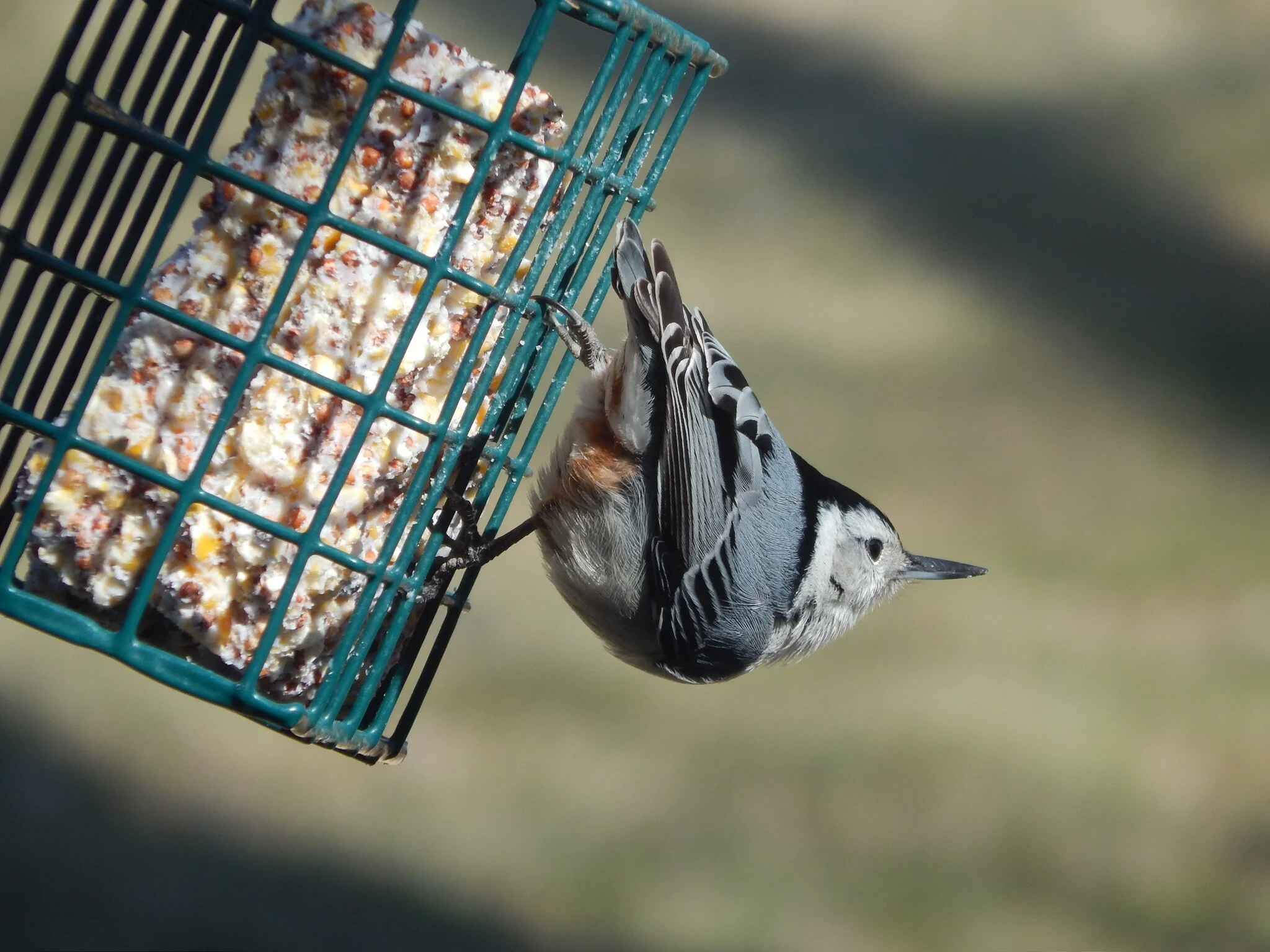 Fall Feeder Cleaning