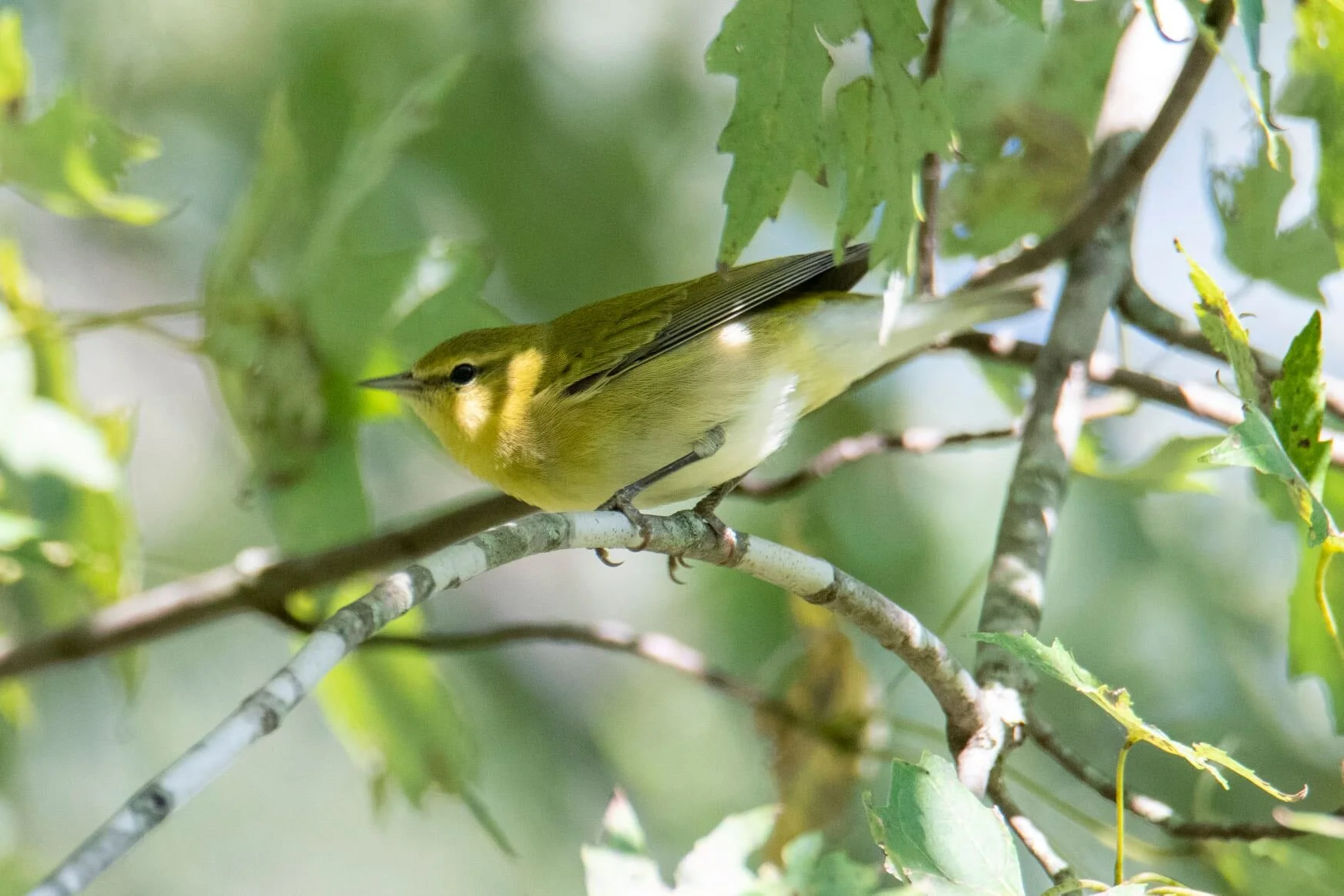May Bloomington Bird Walks - Various Dates