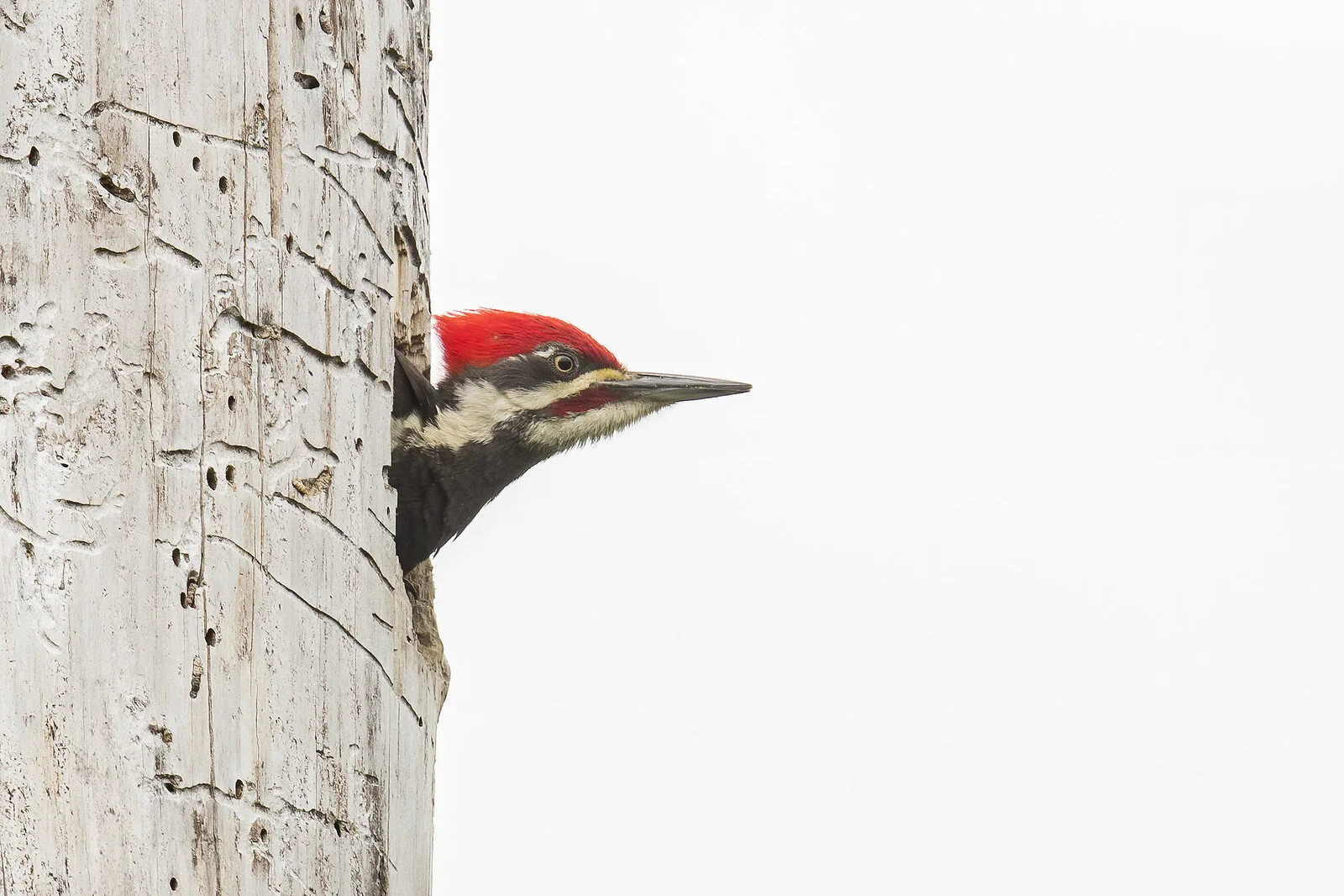 Flatwoods Park bird walk w/ David Rupp
