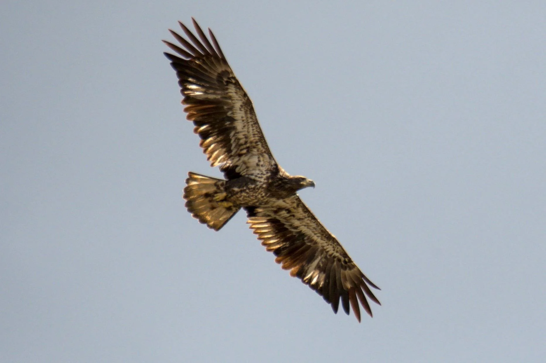 Fairfax SRA bird walk w/ Bob Watson