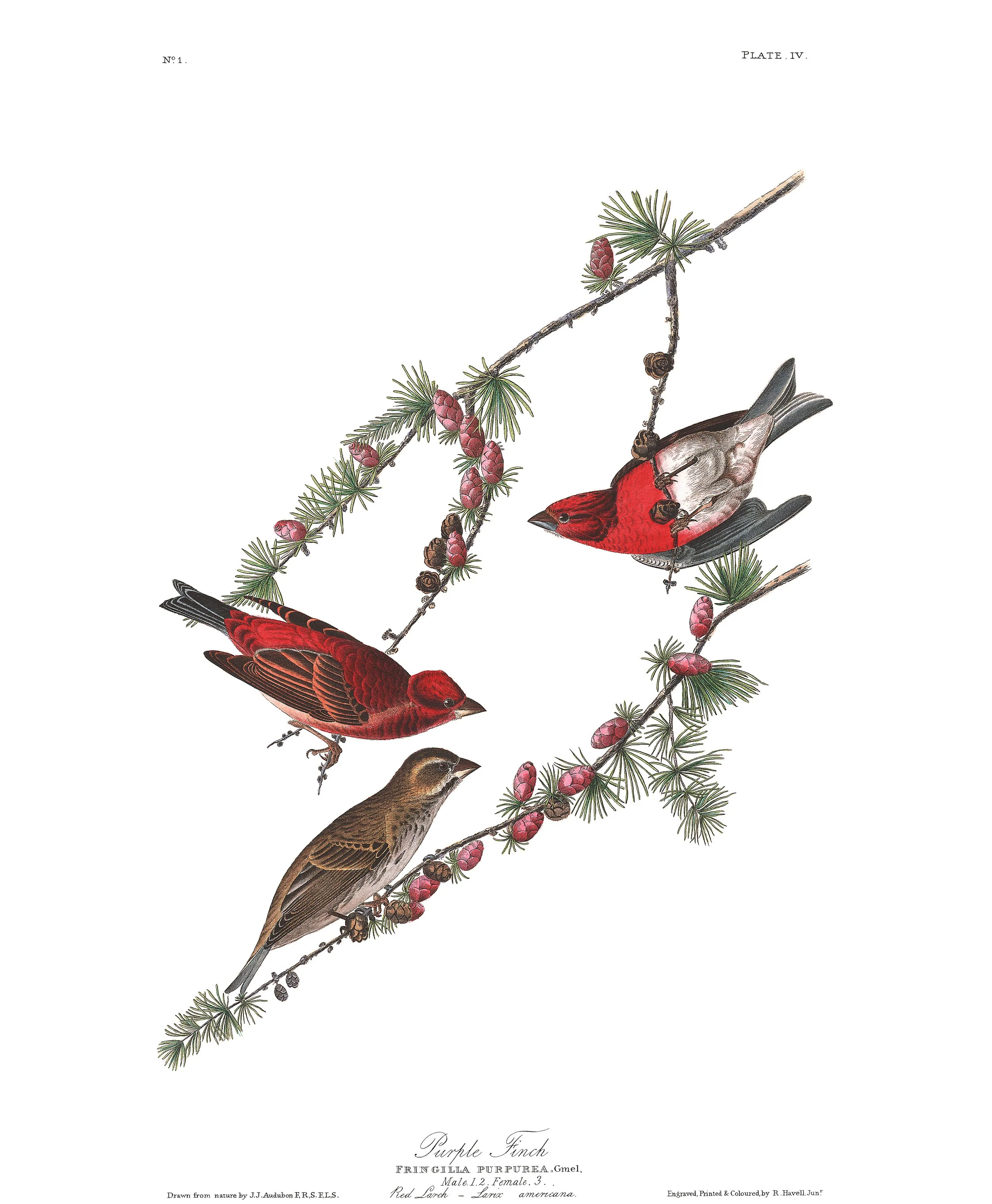 Young Birders Club- First Outing!