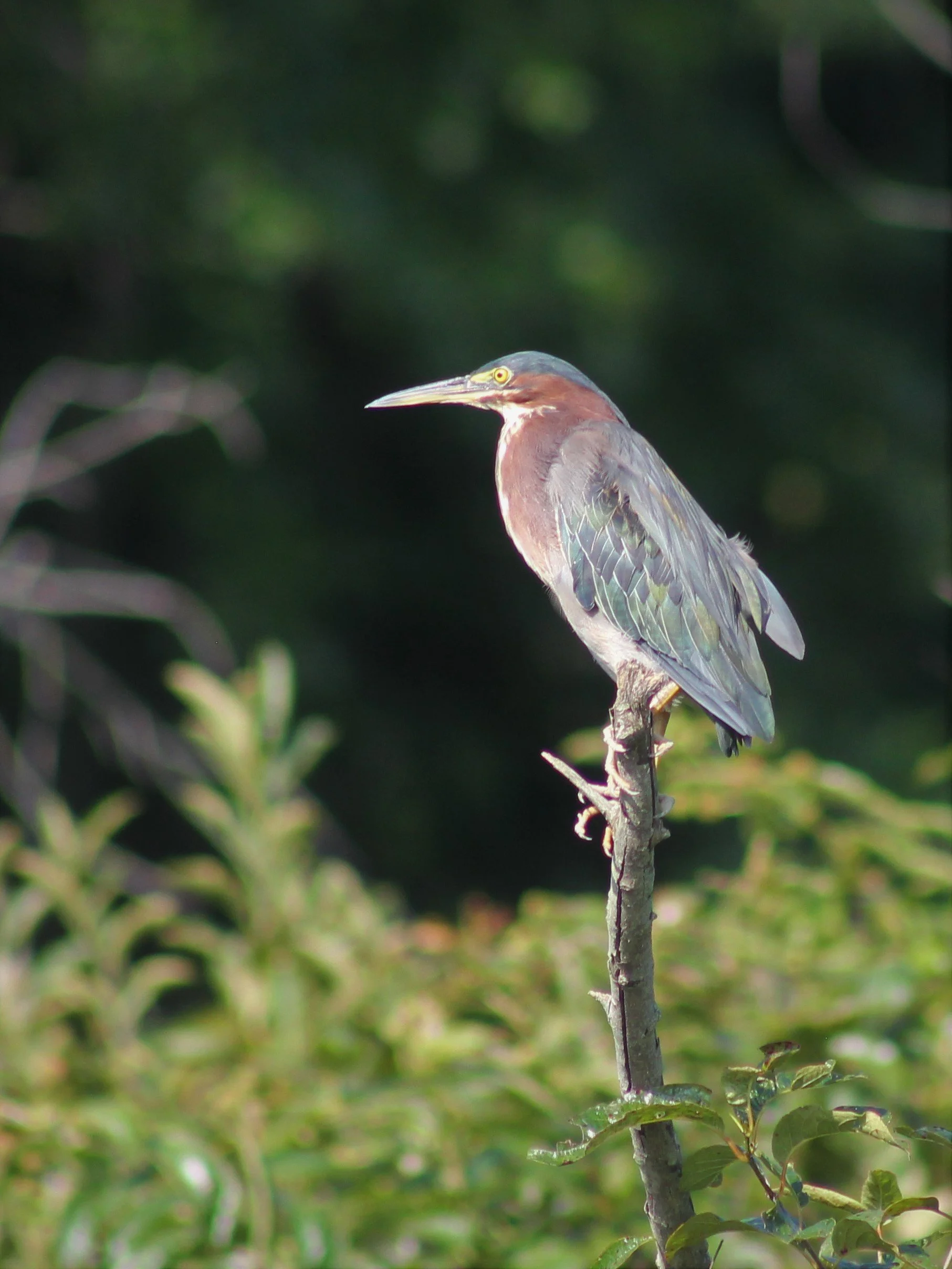 Bird Walk at Stillwater Marsh