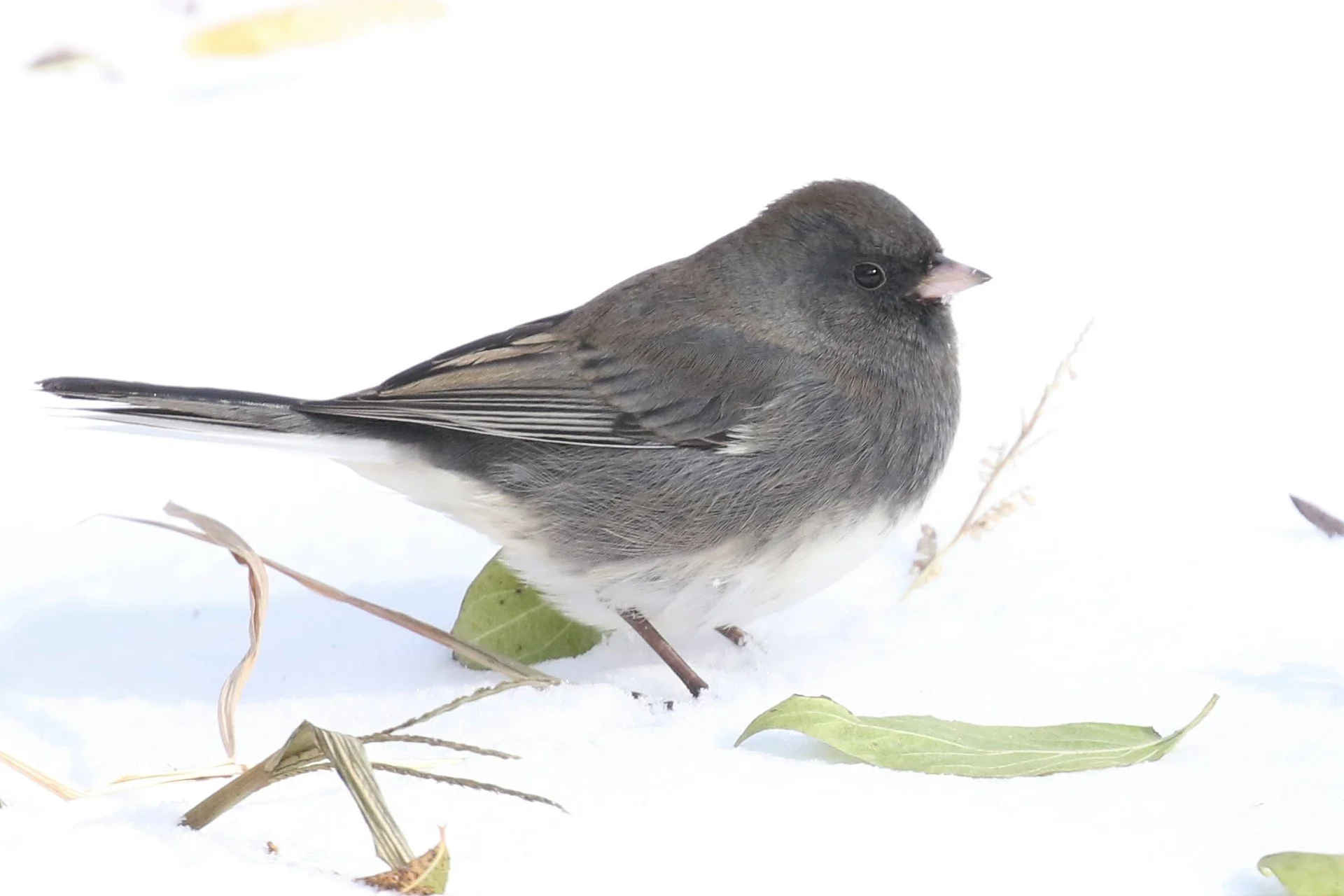 January Bird Walk at Fairfax