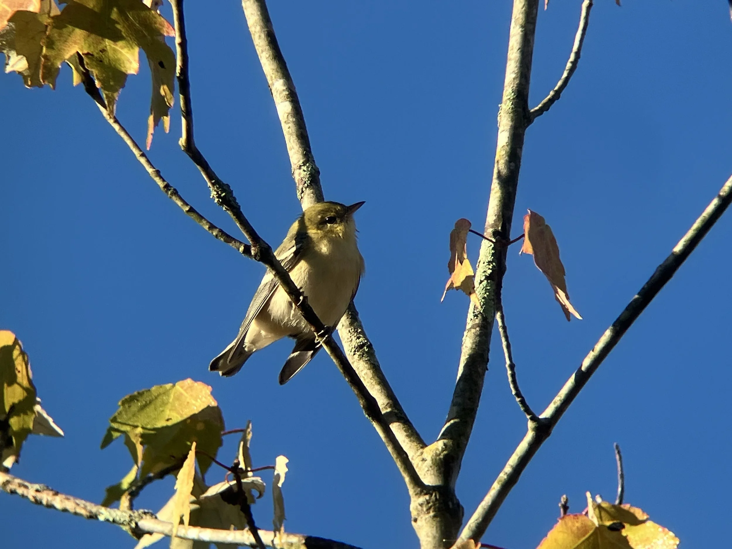 September Bird Hike at Bean Blossom Bottoms