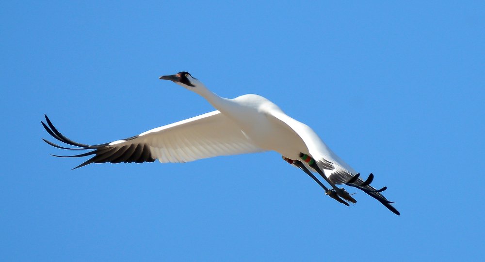 Annual Big Sit! at Goose Pond