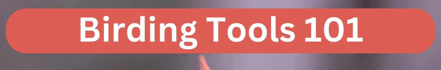 Workshop: Birding Tools 101 with Dr. Susan Hengeveld