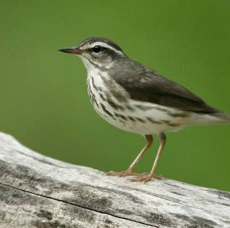 Bird Walk for Louisiana Waterthrush