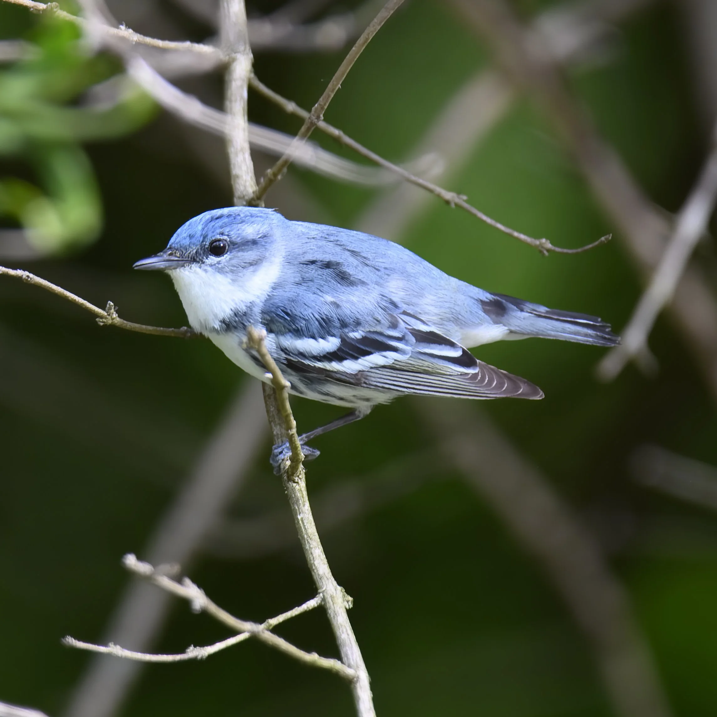 Forest Management Walk: Stewardship for Cerulean Warblers