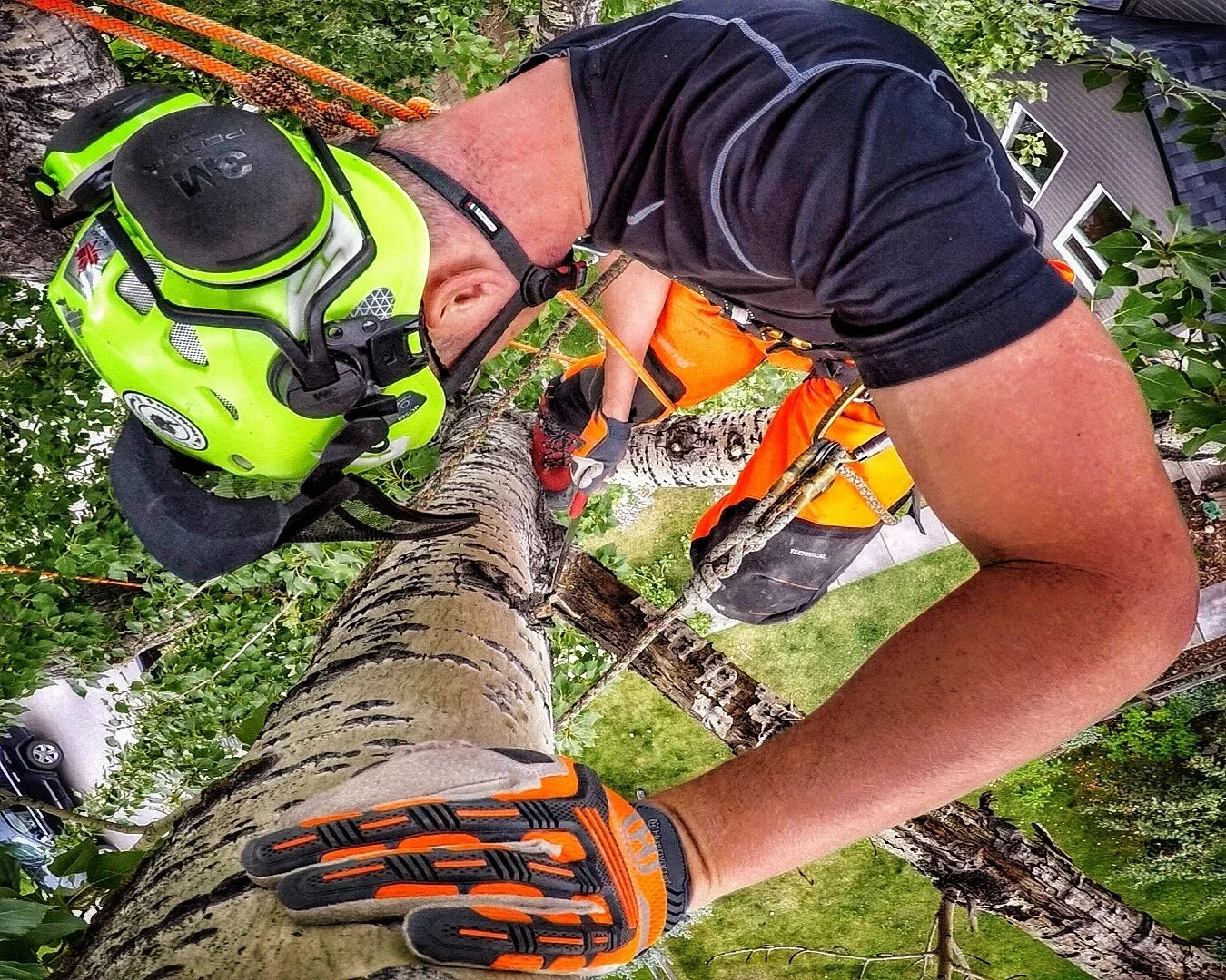 Cochrane Tree Care | Certified Arborist Services in Cochrane & NW Calgary