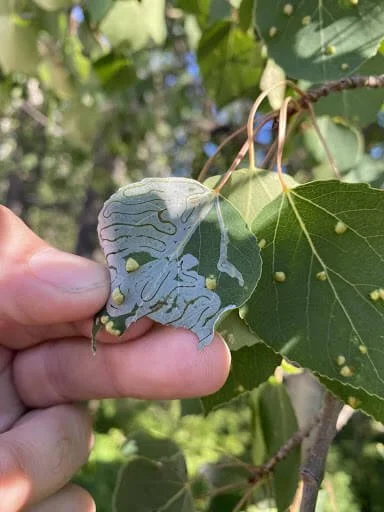 Blog — Cochrane Tree Care | Arborist Removal and Pruning Service